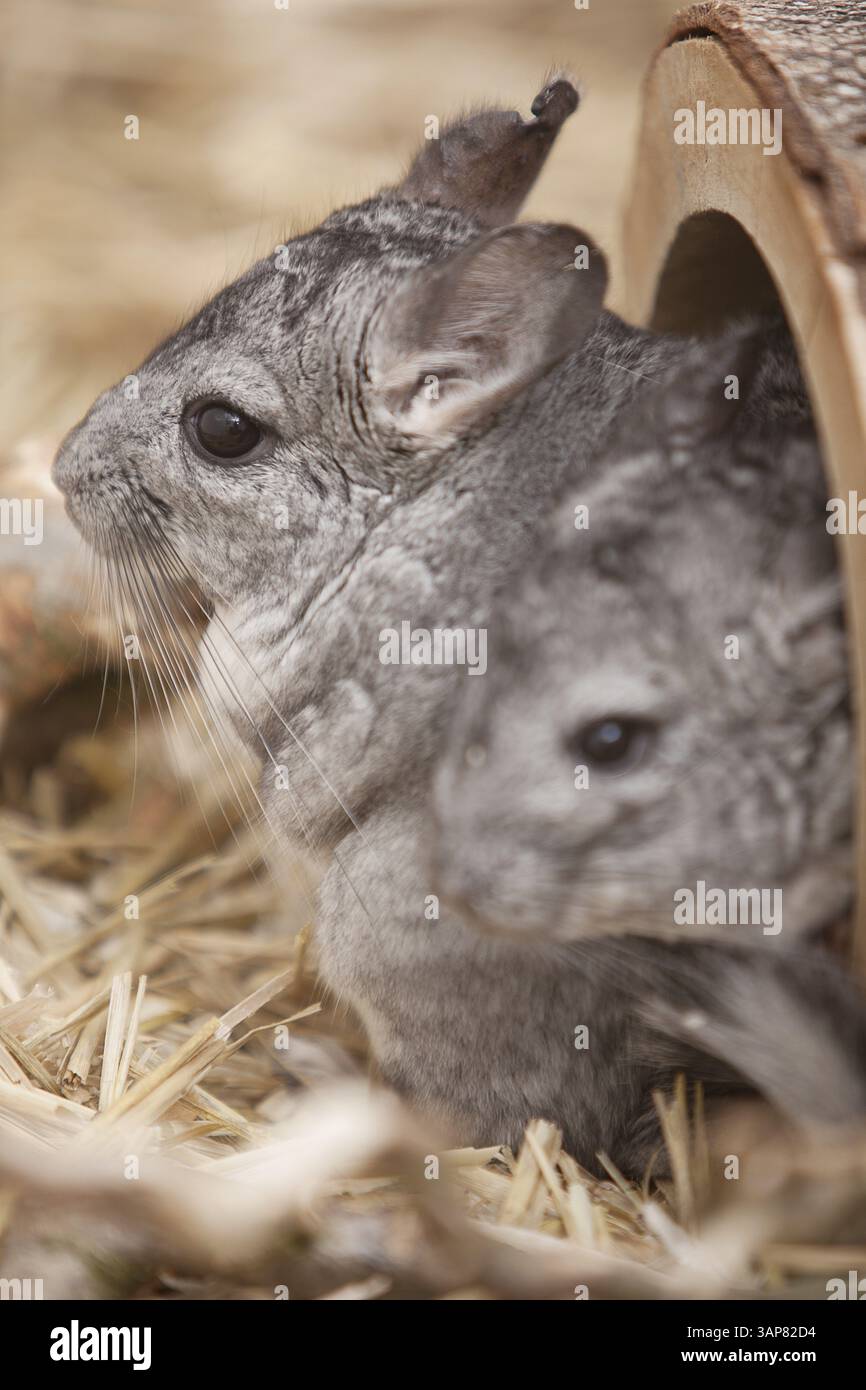 Due chinchillas nel loro recinto. Il 100% dei proventi di questa foto sarà devoluto al rifugio per animali Suederstrasse di Amburgo Foto Stock