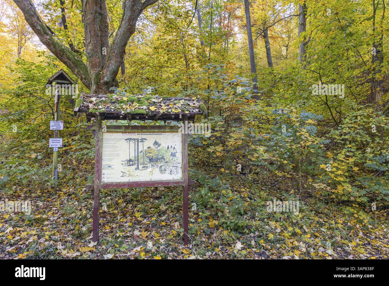 Sentiero naturalistico Guentersberge nel Selketal Harz Foto Stock