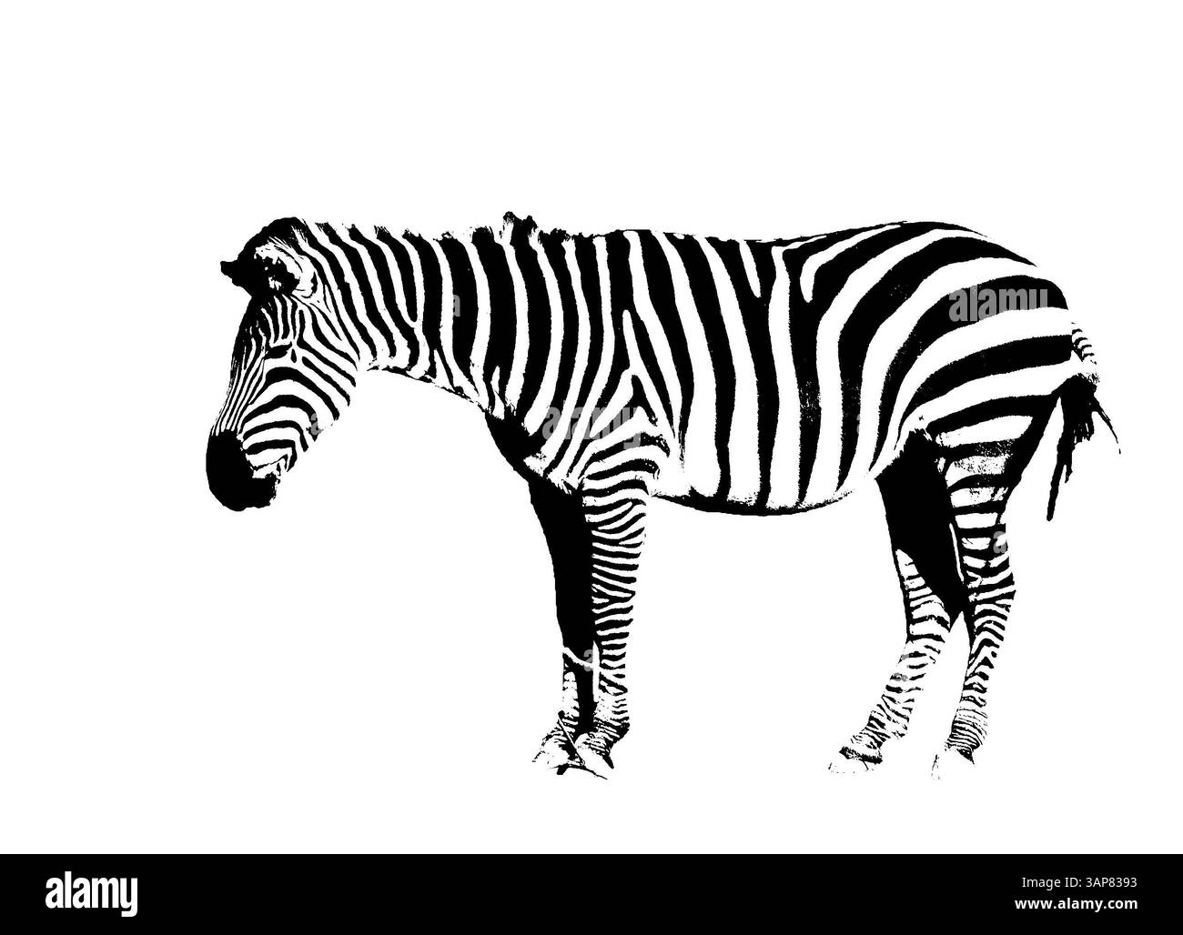 Contorno di una zebra in bianco e nero su sfondo bianco Foto Stock