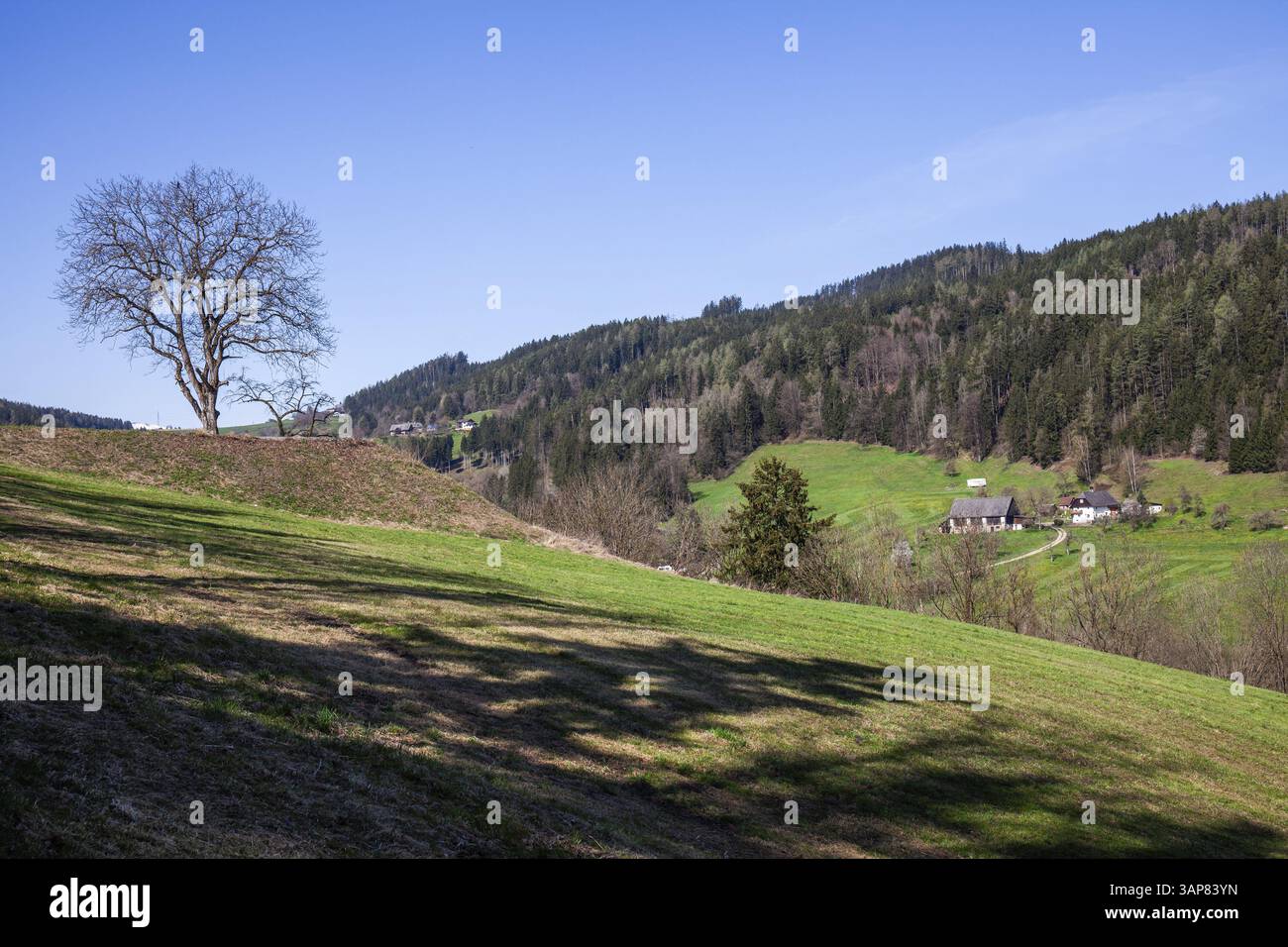 Karger Baum, fattoria ai margini della foresta, Donawitz, Stiria, Austria, Europa Foto Stock