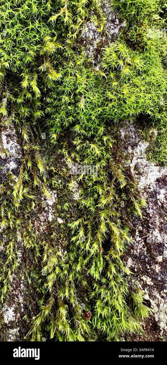 Primo piano del muschio verde che cresce sulla superficie rocciosa - Immagine stock catturata con smartphone