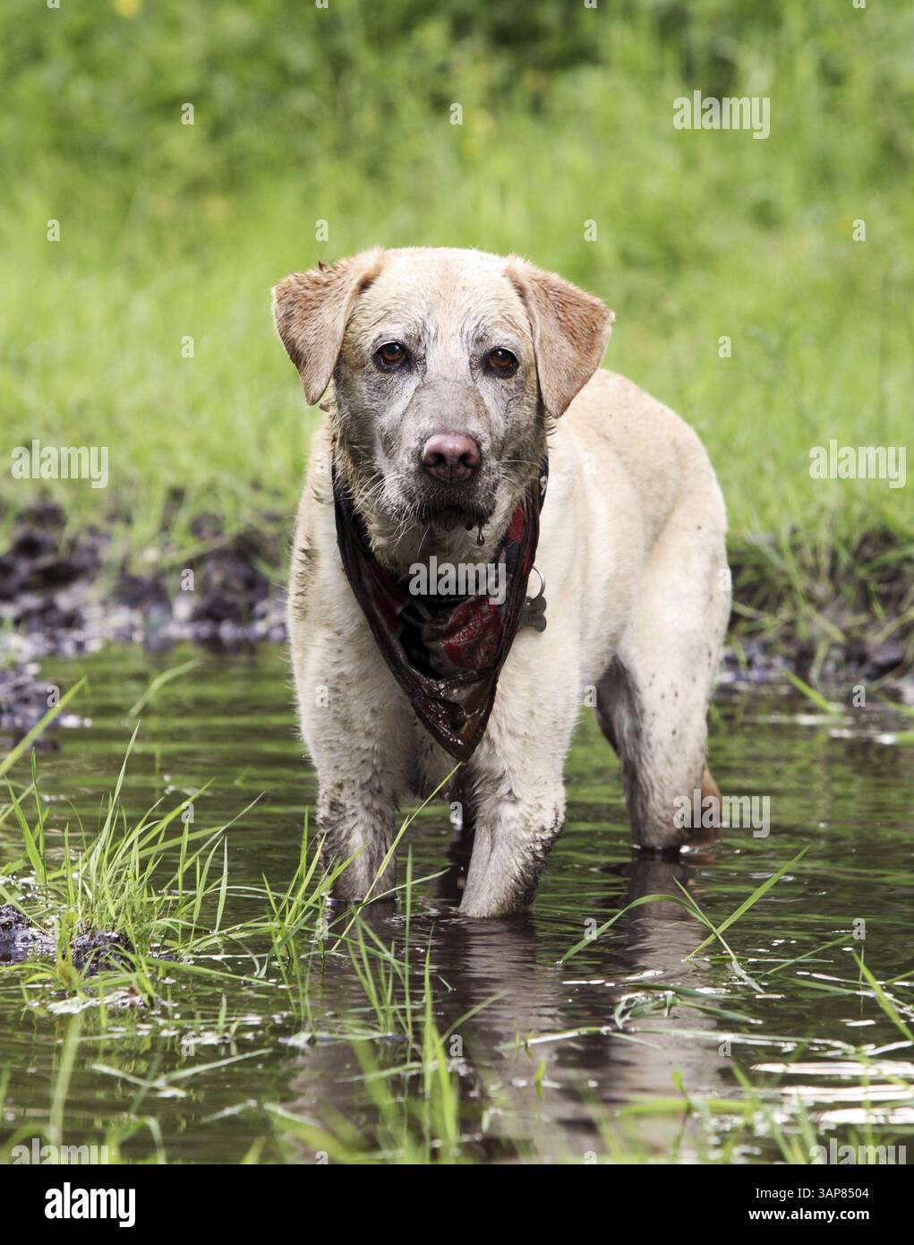 Labrador biondo che fa un bagno di fango, 2014 Foto Stock