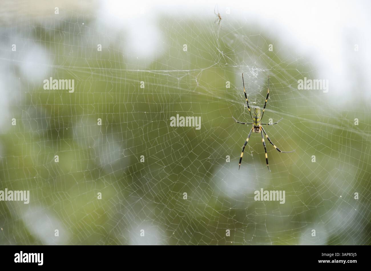Femmina di ragno tessitore d'oro di seta, Trichonephila clavata sulla sua rete, Osaka, Giappone, Asia Foto Stock