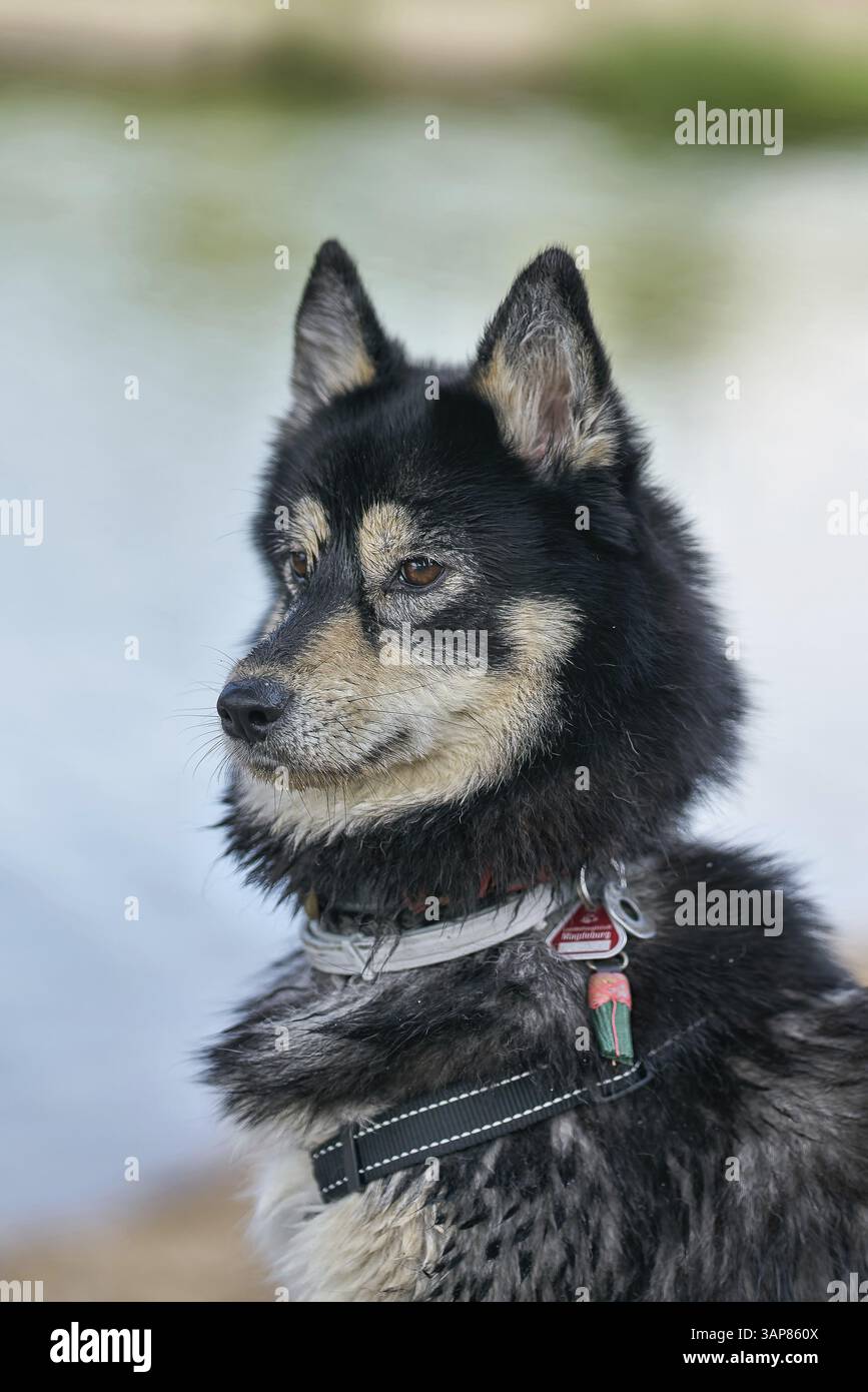 Un mix di husky attento guarda l'azione Foto Stock