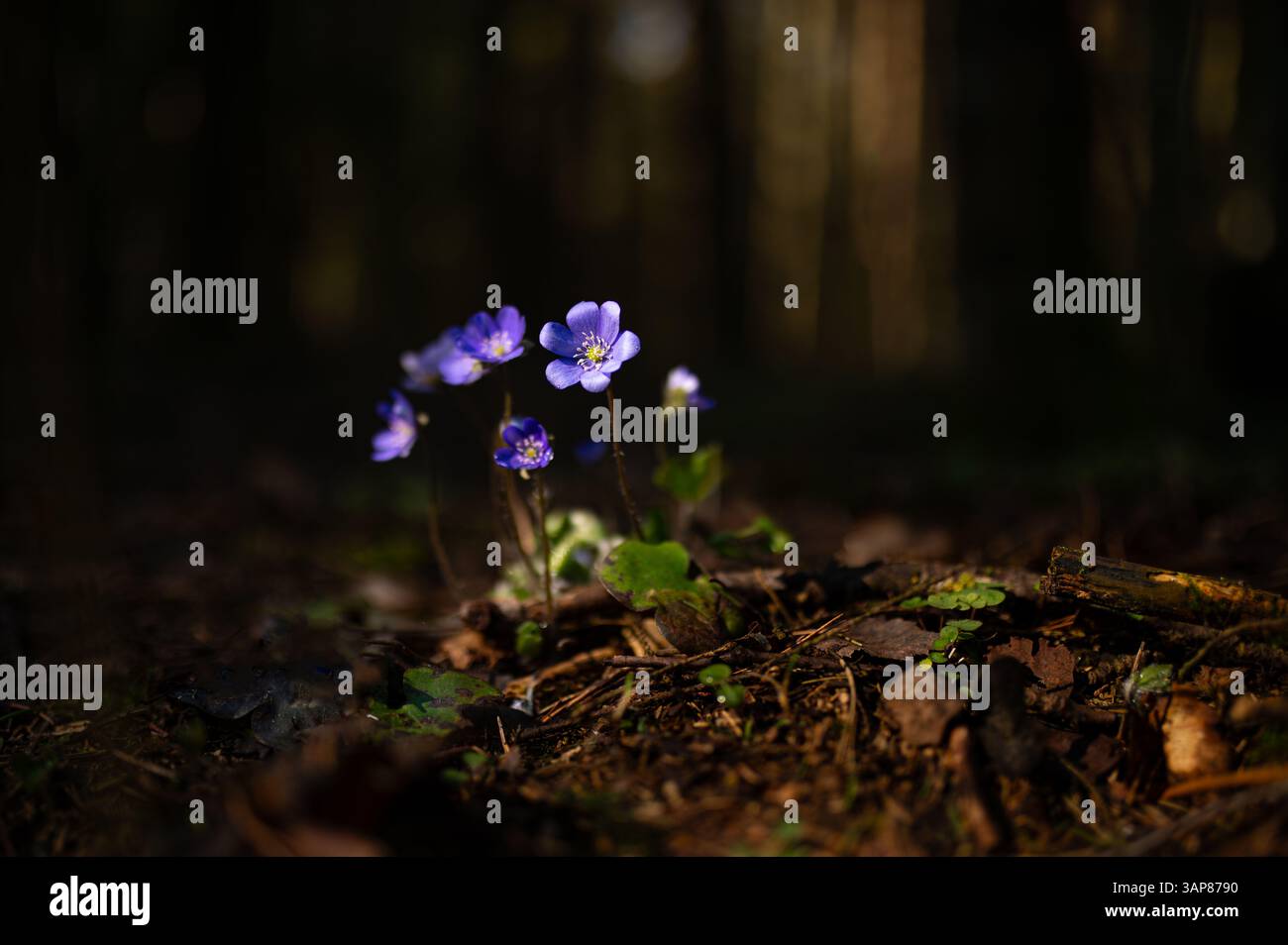 Simbolo del risveglio primaverile Hepatica Blossoms con sfondo bokeh Forest 20 Foto Stock