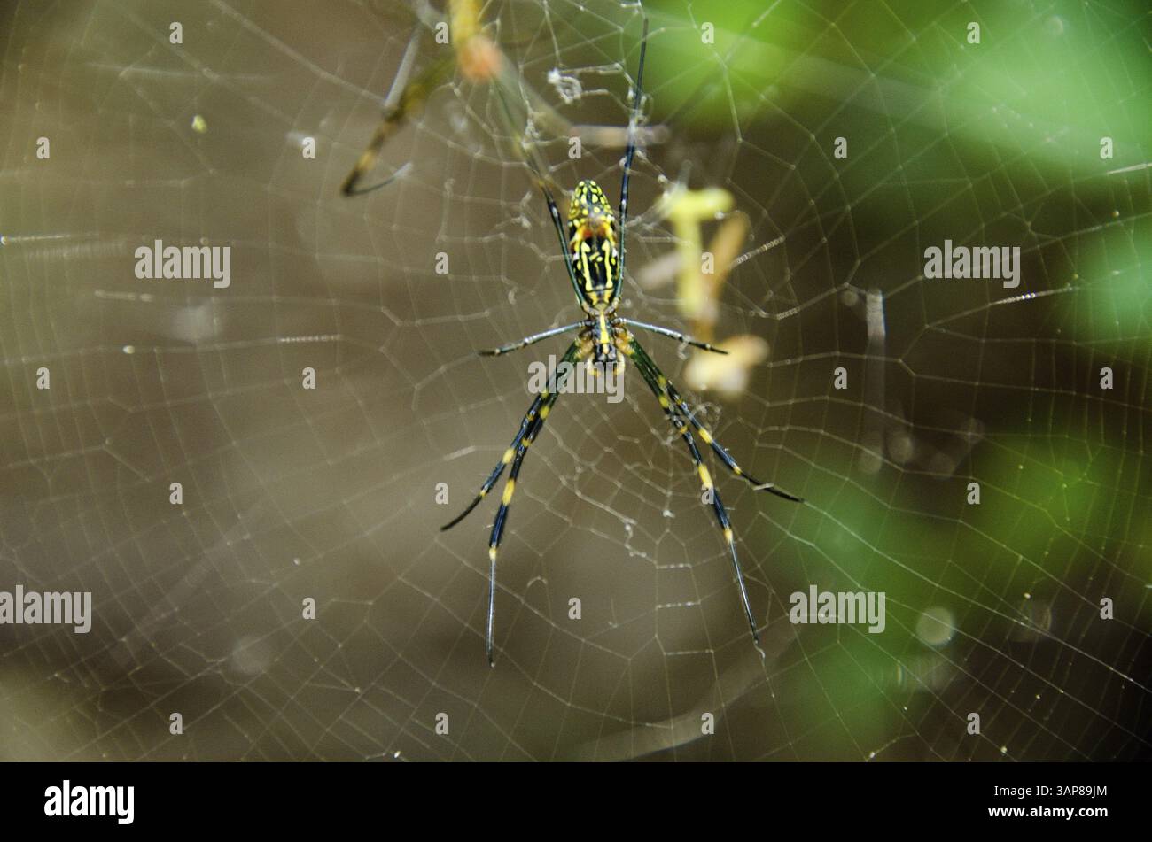 Donna di un tessitore d'oro di seta, Nephila clavata sulla sua rete, Osaka, Giappone, Asia Foto Stock