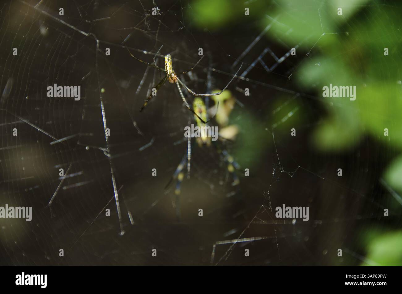 Uomo di un tessitore di orbe di seta dorata, Nephila clavata sulla sua rete, Osaka, Giappone, Asia Foto Stock