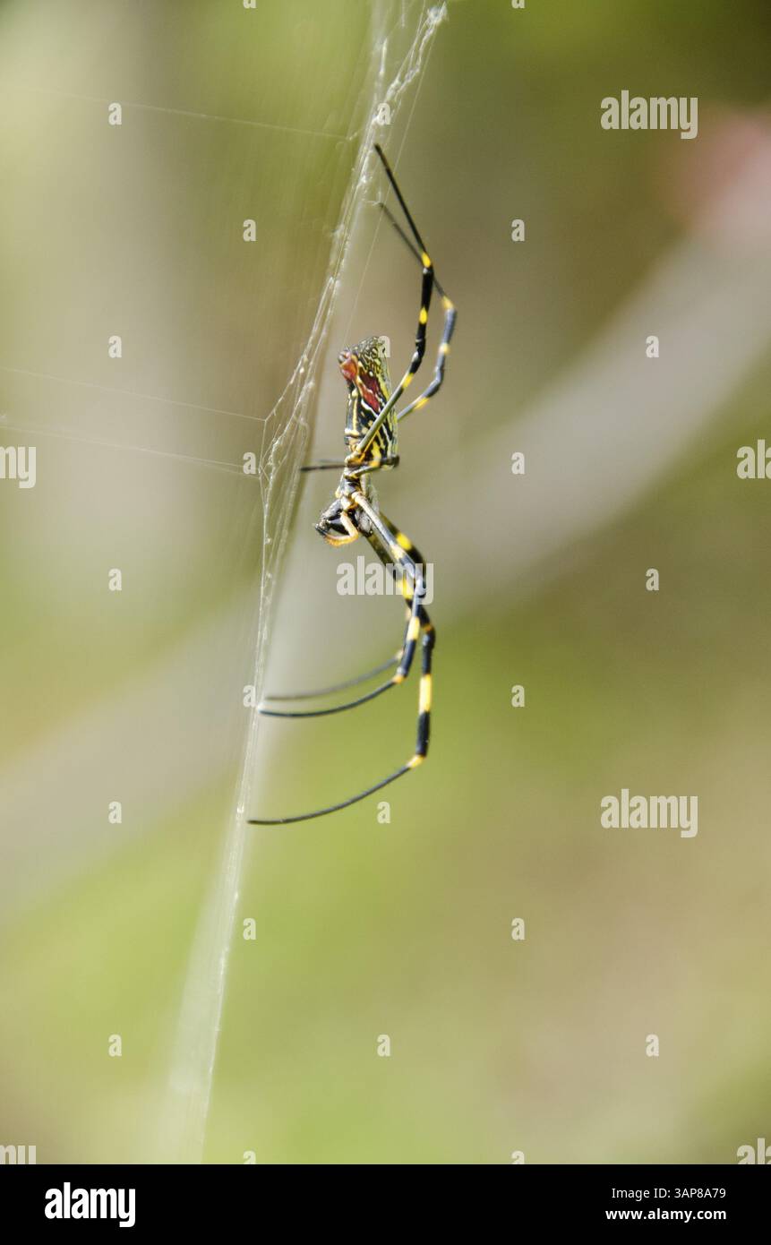Femmina di ragno tessitore d'oro di seta, Trichonephila clavata sulla sua rete, Osaka, Giappone, Asia Foto Stock