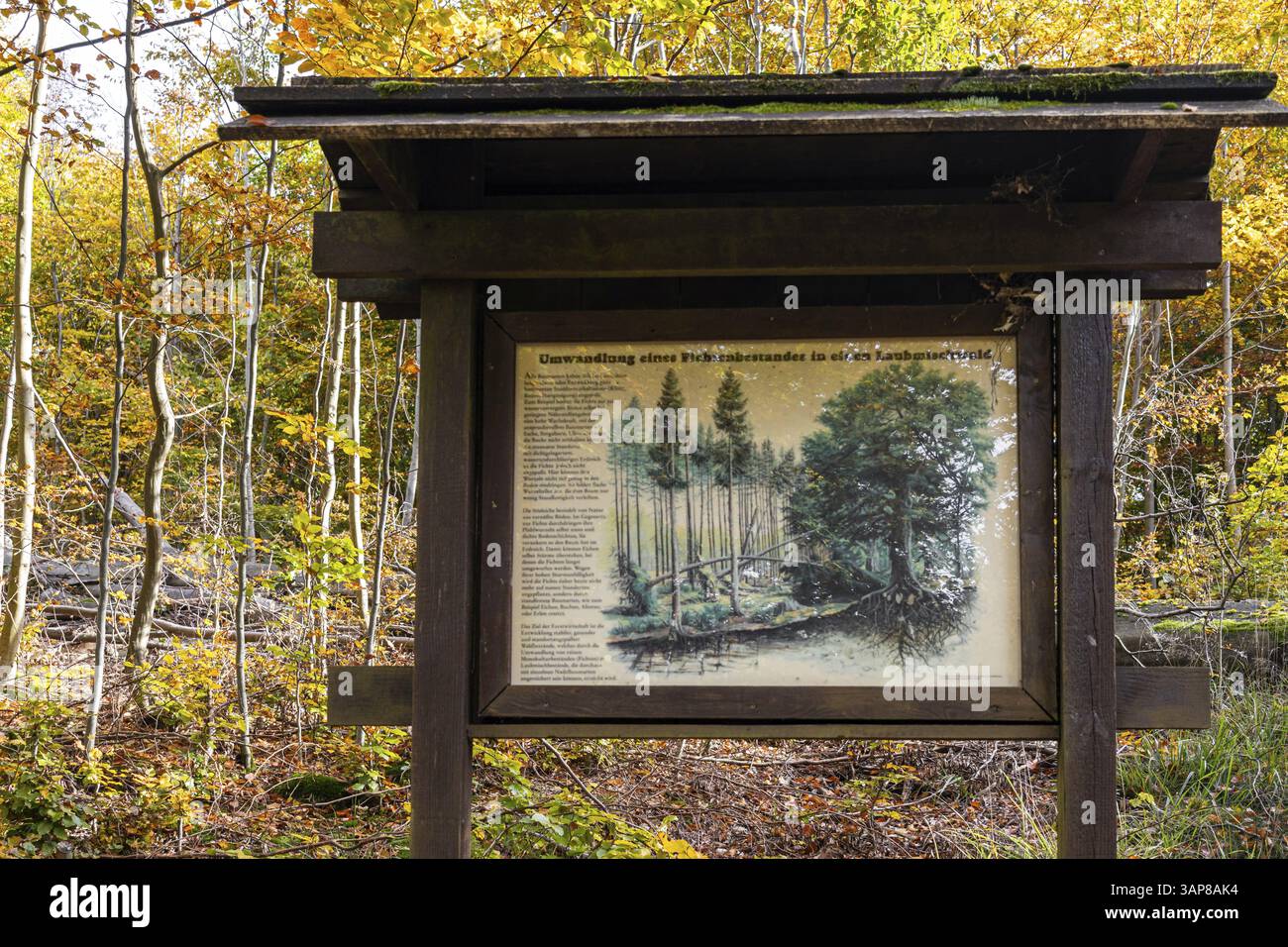 Sentiero naturalistico Guentersberge nel Selketal Harz Foto Stock