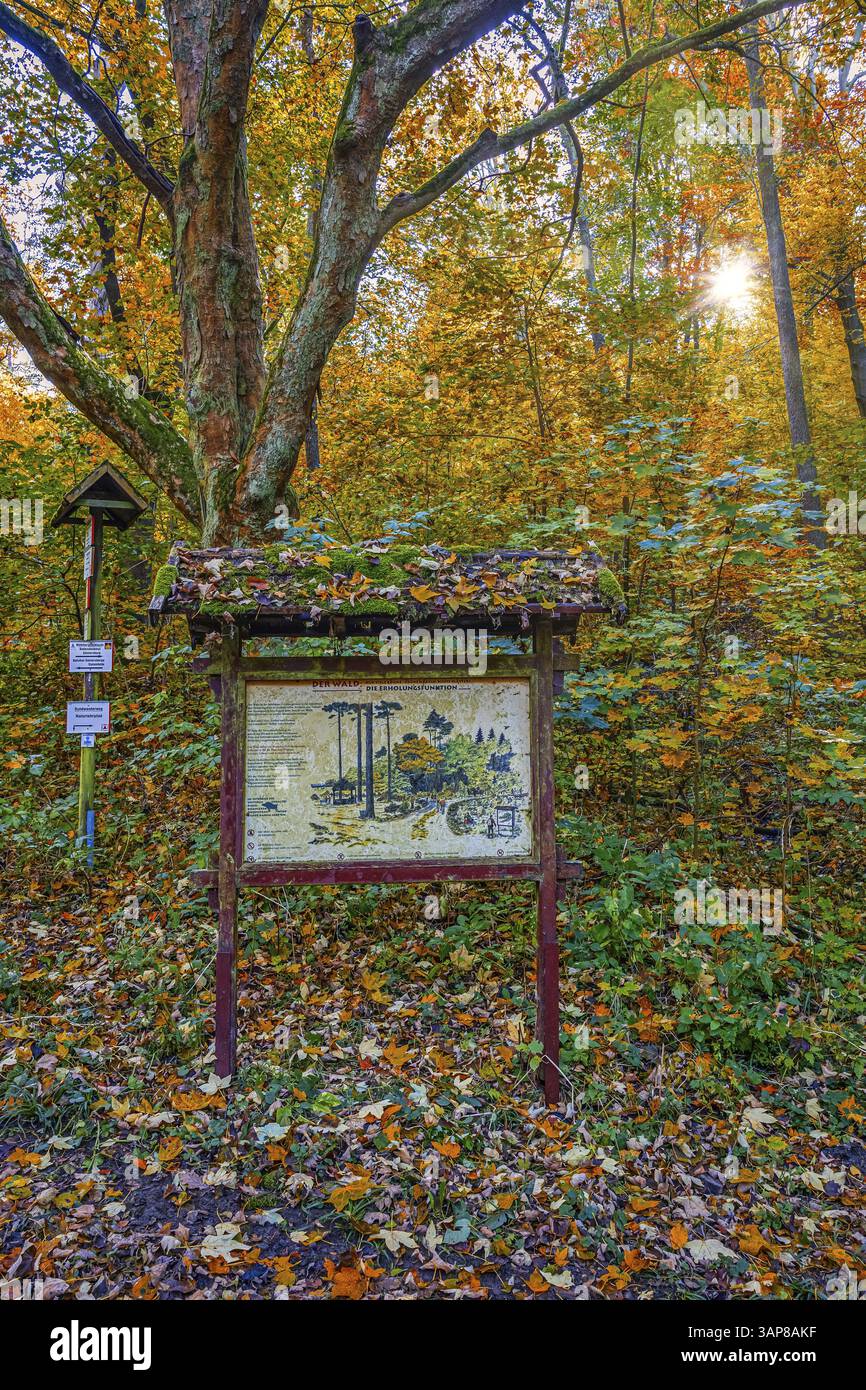 Sentiero naturalistico Guentersberge nel Selketal Harz Foto Stock