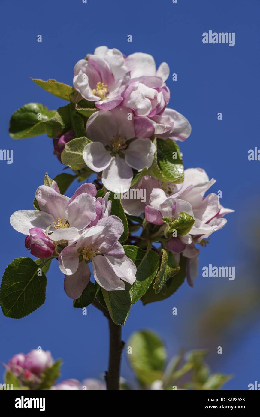Primo piano di mele rosa e bianche sbocciano contro un cielo blu, borken, muensterland, germania Foto Stock