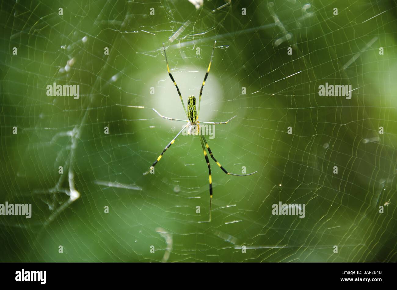 Donna di un tessitore d'oro di seta, Nephila clavata sulla sua rete, Osaka, Giappone, Asia Foto Stock