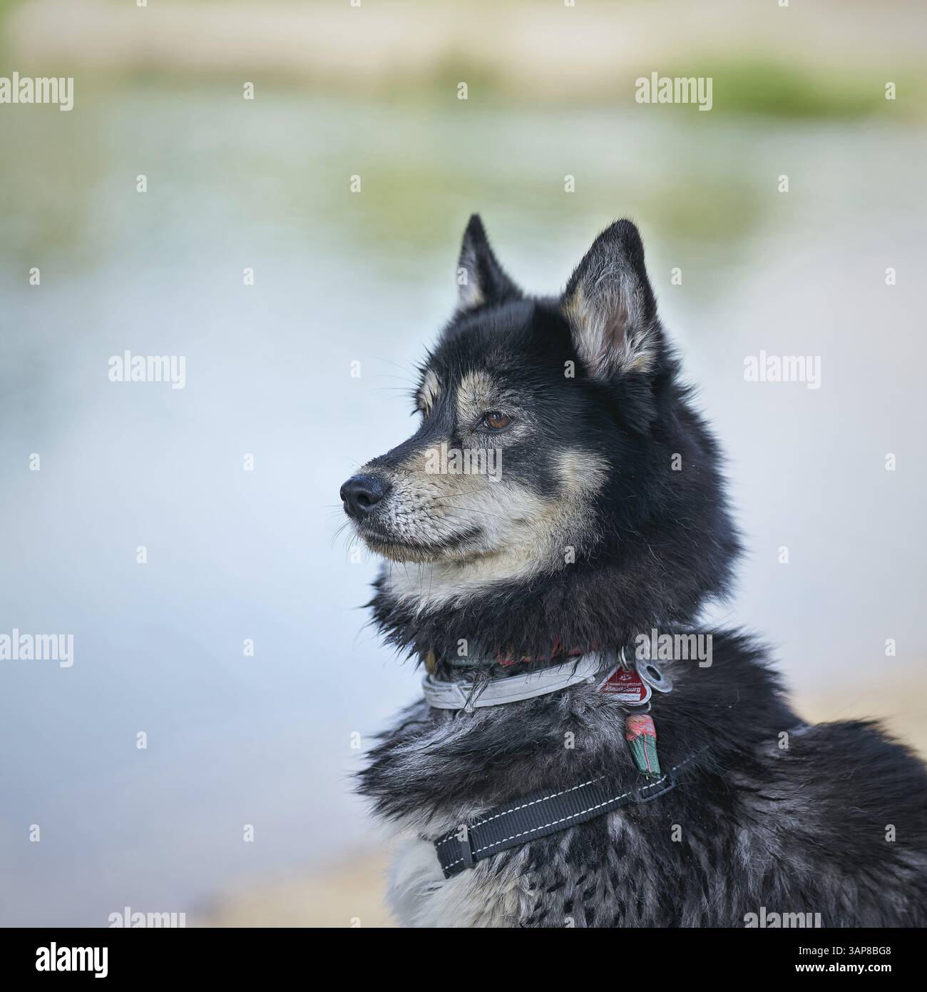 Un mix di husky attento guarda l'azione Foto Stock