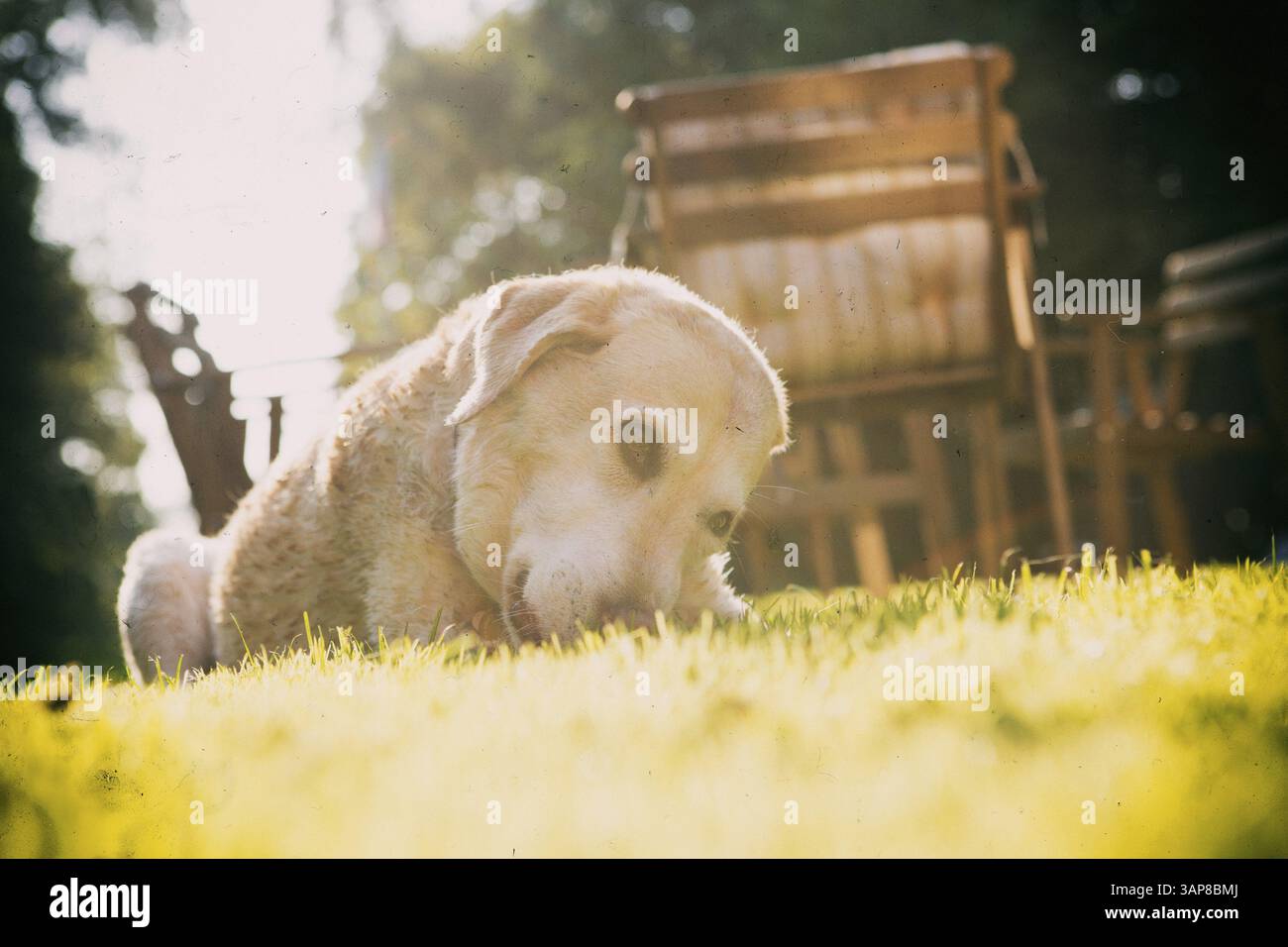 Labrador sdraiato in giardino e masticando uno spuntino Foto Stock