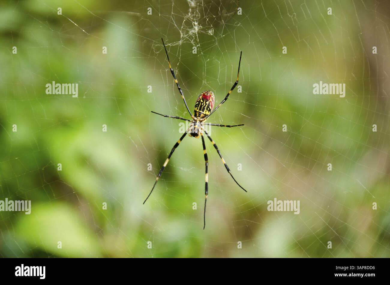 Femmina di ragno tessitore d'oro di seta, Trichonephila clavata sulla sua rete, Osaka, Giappone, Asia Foto Stock