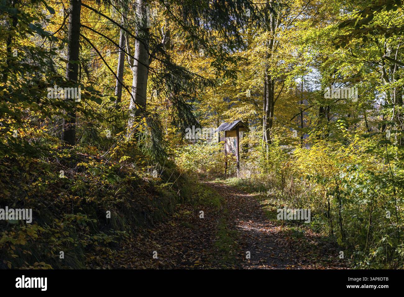 Sentiero naturalistico Guentersberge nel Selketal Harz Foto Stock