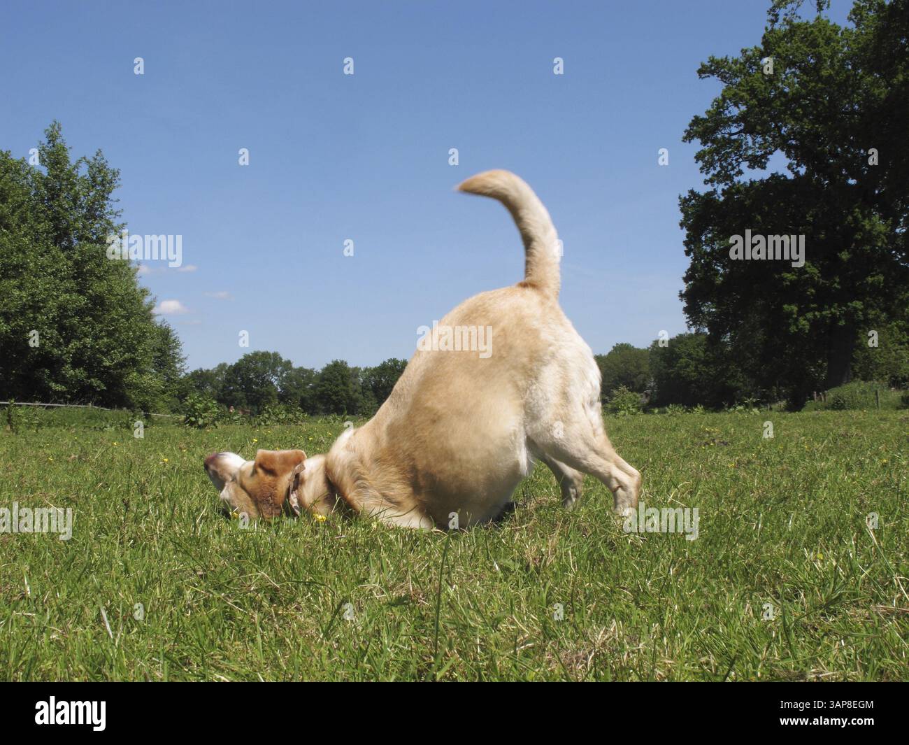 Il Labrador biondo rotola in un paddock Foto Stock