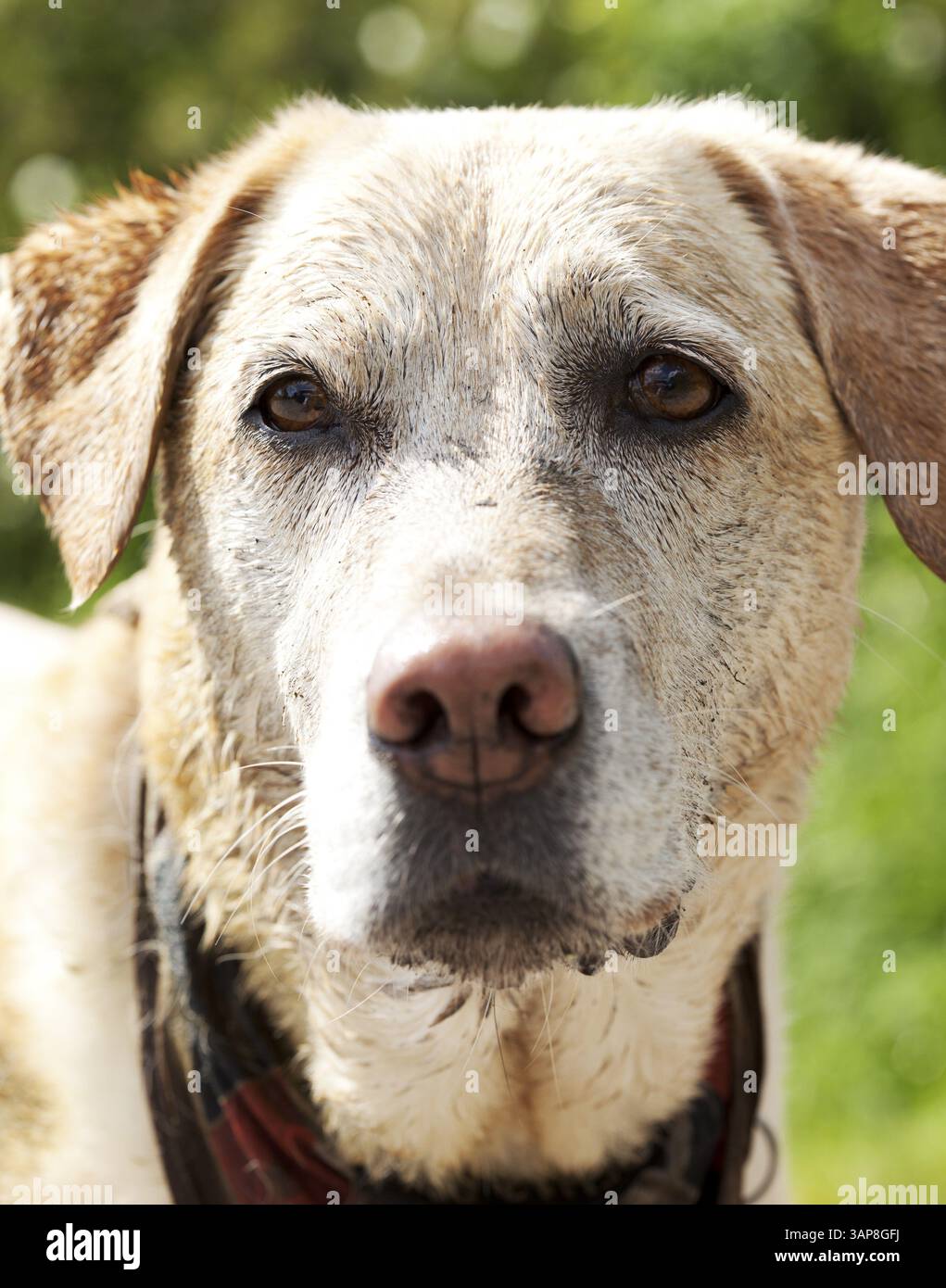 Ritratto di una bionda Labrador Foto Stock