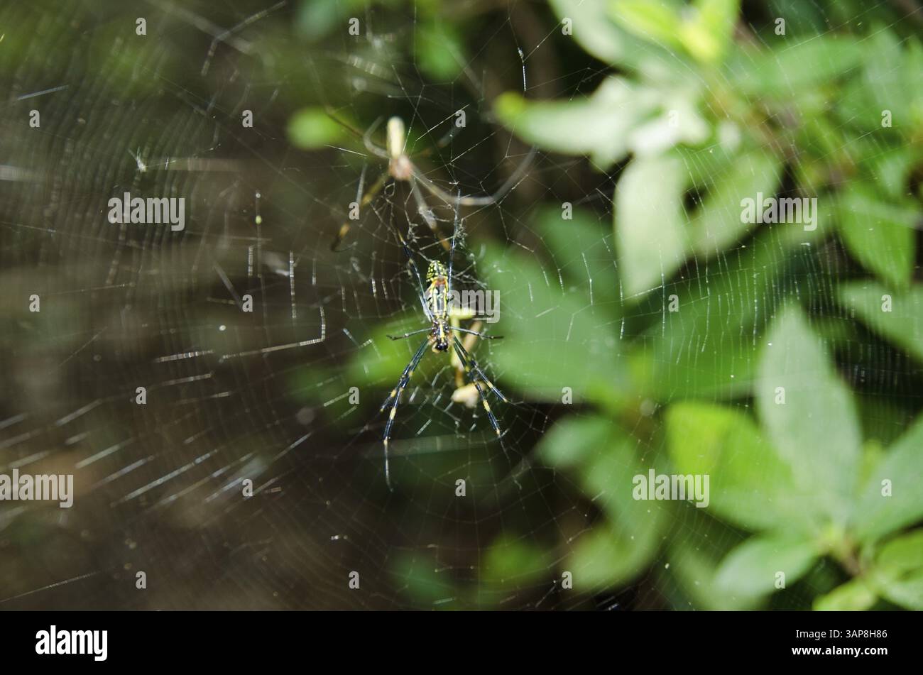 Donna e maschio di un tessitore di orbe di seta dorata, Nephila clavata sulla sua rete, Osaka, Giappone, Asia Foto Stock