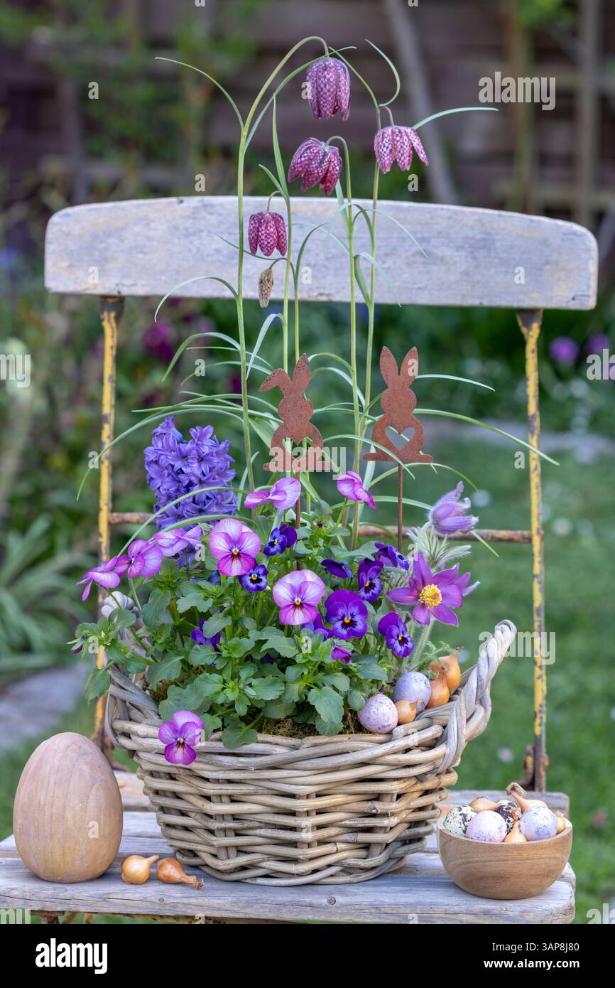fiori viola rosa e viola, pasqueflower, giacinto e giglio a scacchi in un cesto sulla sedia da giardino Foto Stock