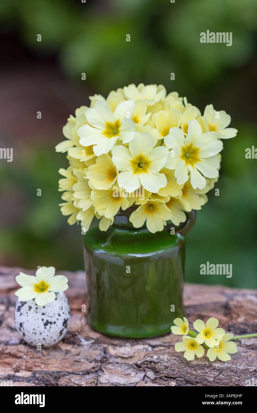 un piccolo bouquet di vacchetta gialla in un vaso Foto Stock