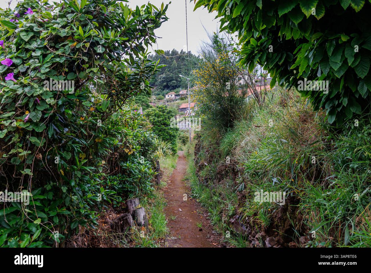 Percorso nella città montuosa di Camacha nel comune di Santa Cruz, Isola di Madeira, Portogallo Foto Stock