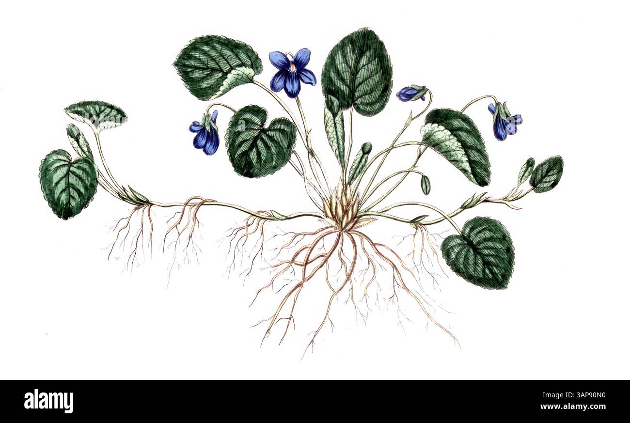 Viola odorata, Viola comune, riproduzione digitale di un modello storico, tra il 1790 e il 1810 (Botanica Pharmaceutica di Andreas Friedrich Happe) Foto Stock