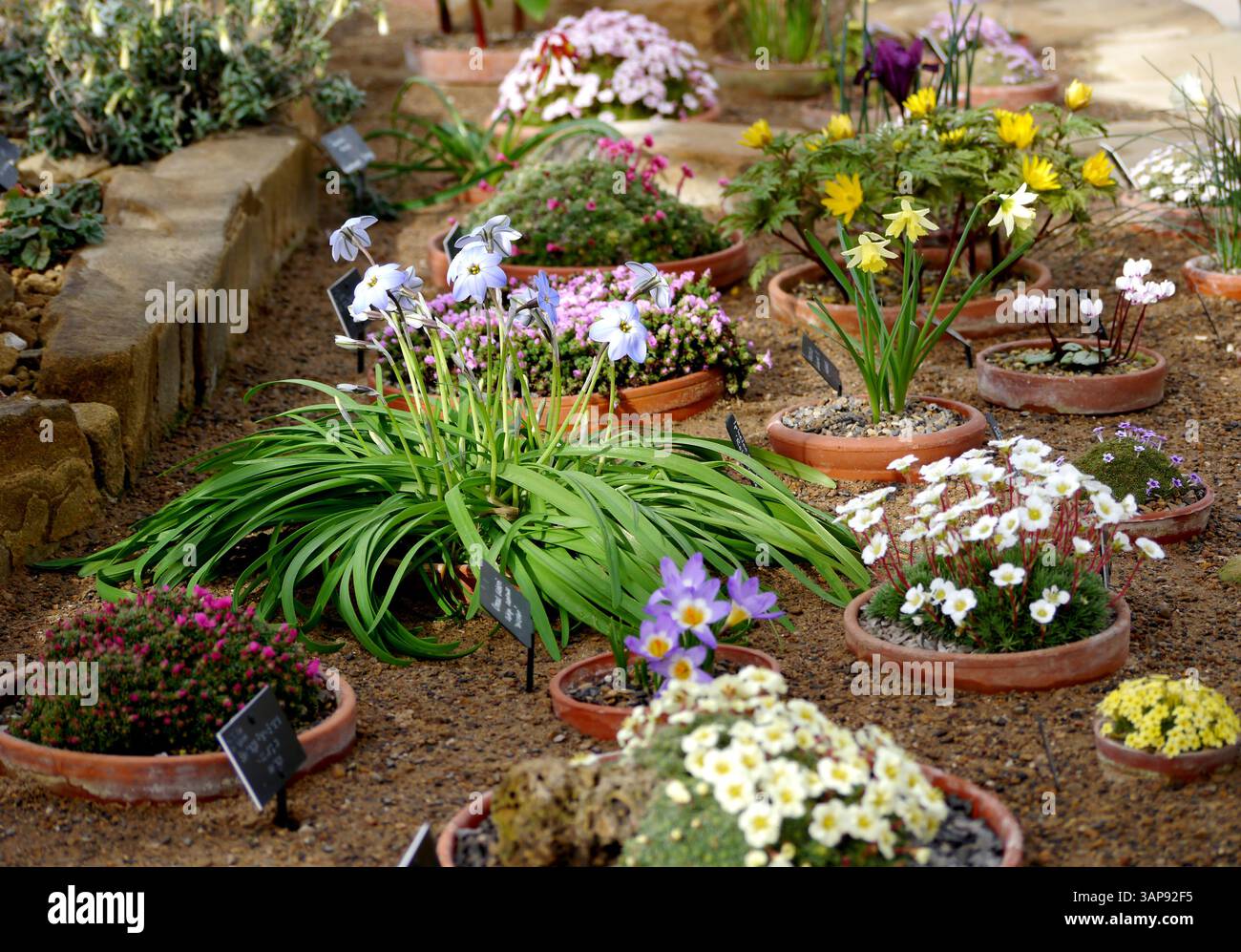 Piante alpine in mostra nella Alpine House presso RHS Garden Harlow Carr, Harrogate, Yorkshire, Inghilterra, Regno Unito. Foto Stock