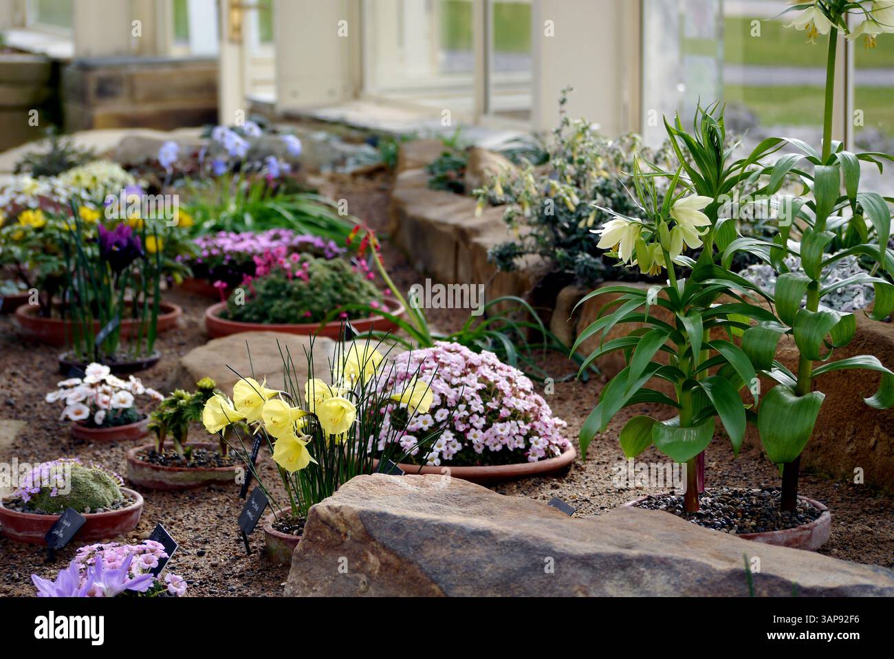Piante alpine in mostra nella Alpine House presso RHS Garden Harlow Carr, Harrogate, Yorkshire, Inghilterra, Regno Unito. Foto Stock