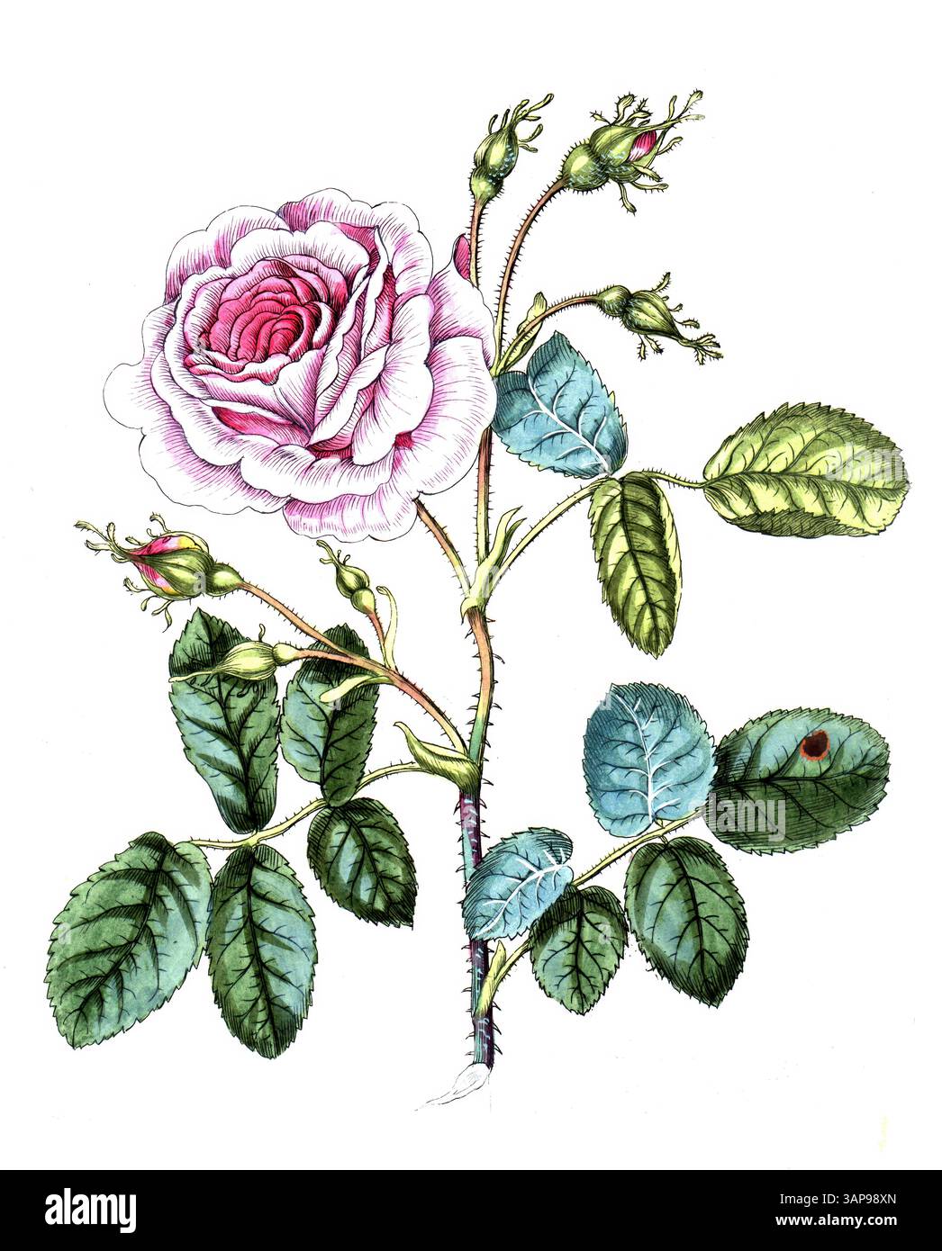Rosa x centifolia, nota anche come centifolia, un gruppo di rose con doppi fiori, che è una delle vecchie rose, rosa da giardino, riproduzione digitale di un modello storico, tra il 1790 e il 1810, (Botanica Pharmaceutica di Andreas Friedrich Happe) Foto Stock