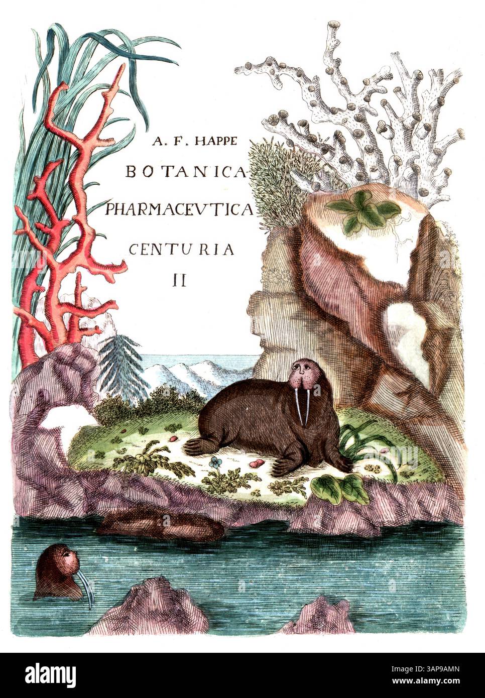 Copertina di Botanica Pharmaceutica di Andreas Friedrich Happe, volume II, 1785, riproduzione digitale di un originale storico, tra il 1790 e il 1810, (Botanica Pharmaceutica di Andreas Friedrich Happe) Foto Stock