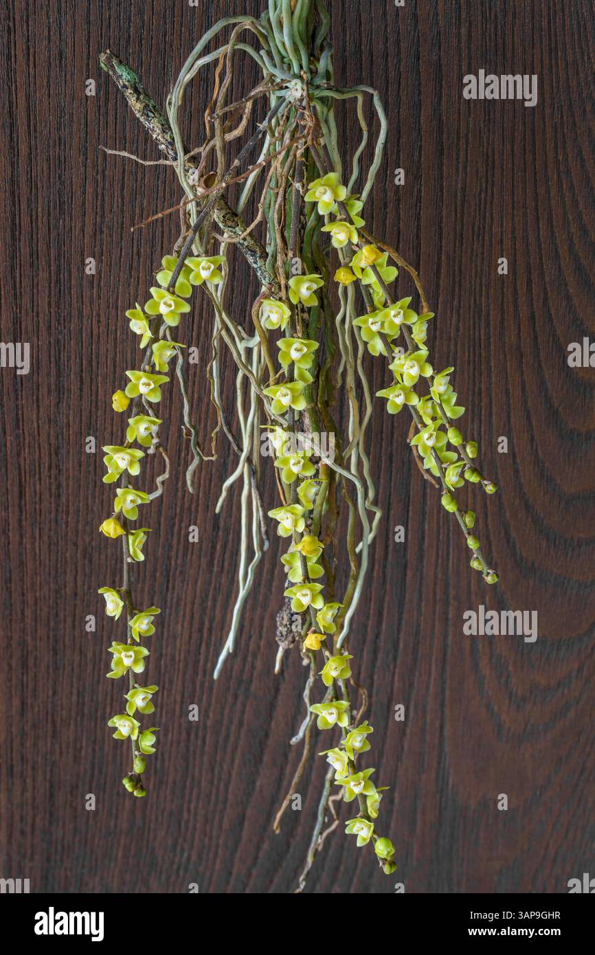 Vista ravvicinata delle specie di orchidee epifitiche tropicali chiloschista viridiflava senza foglie con fiori gialli verdi e bianchi isolati su sfondo di legno Foto Stock
