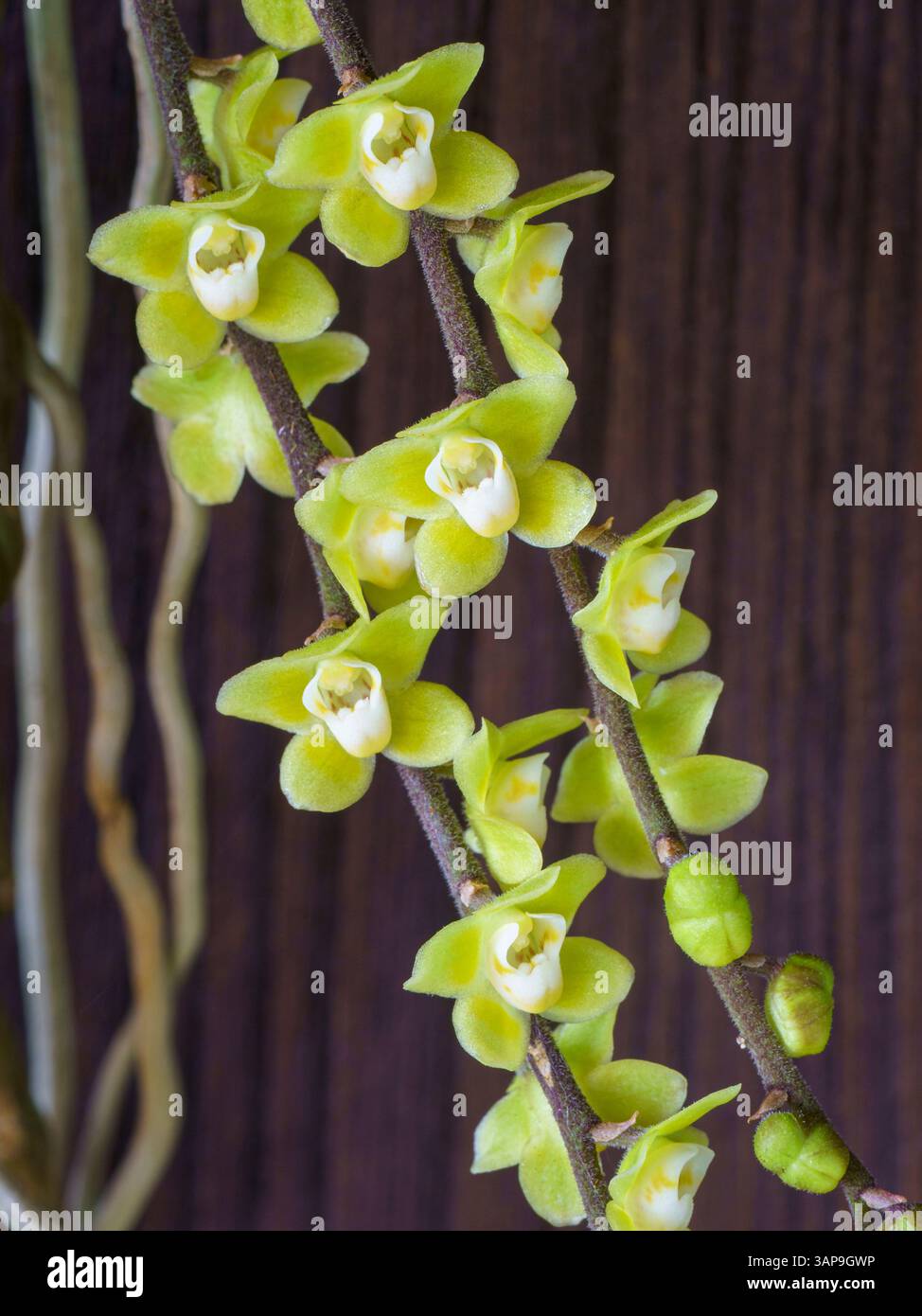 Vista macro ravvicinata di minuscoli fiori gialli verdi e bianchi di specie di orchidee epifitiche tropicali chiloschista viridiflava isolate su sfondo di legno Foto Stock