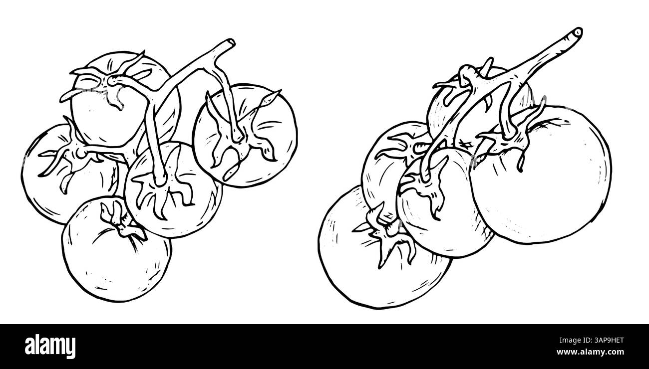 Pomodoro su un ramoscello sotto forma di schizzo. Illustrazione vettoriale in bianco e nero. Una serie di pomodori ciliegini maturi su sfondo bianco. Pomodoro intero fresco Illustrazione Vettoriale