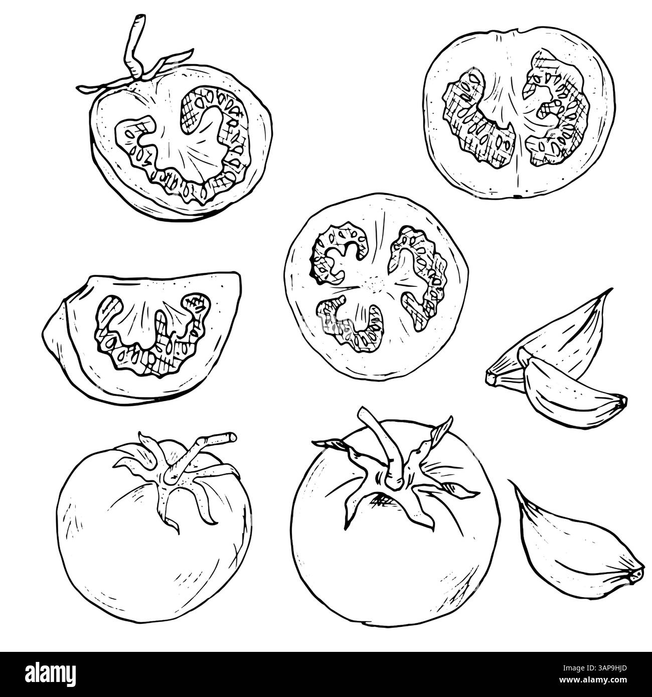 Pomodoro, metà e fette di pomodoro, schizzo. Illustrazione vettoriale in bianco e nero. Set di pomodori maturi e spicchi d'aglio. Verdure biologiche fresche, vega Illustrazione Vettoriale