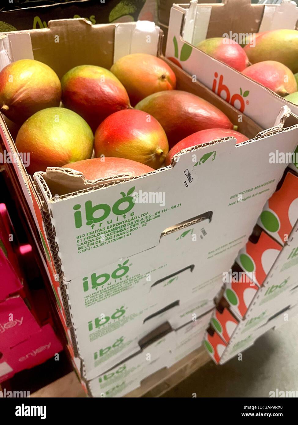 Manghi maturi accatastati in casse di cartone etichettate da IBO Fruits, prodotto della Spagna, esportatore spagnolo di frutta, commercio all'ingrosso, vendita al dettaglio, distribuzione, agricoltura - Immagine stock catturata con smartphone