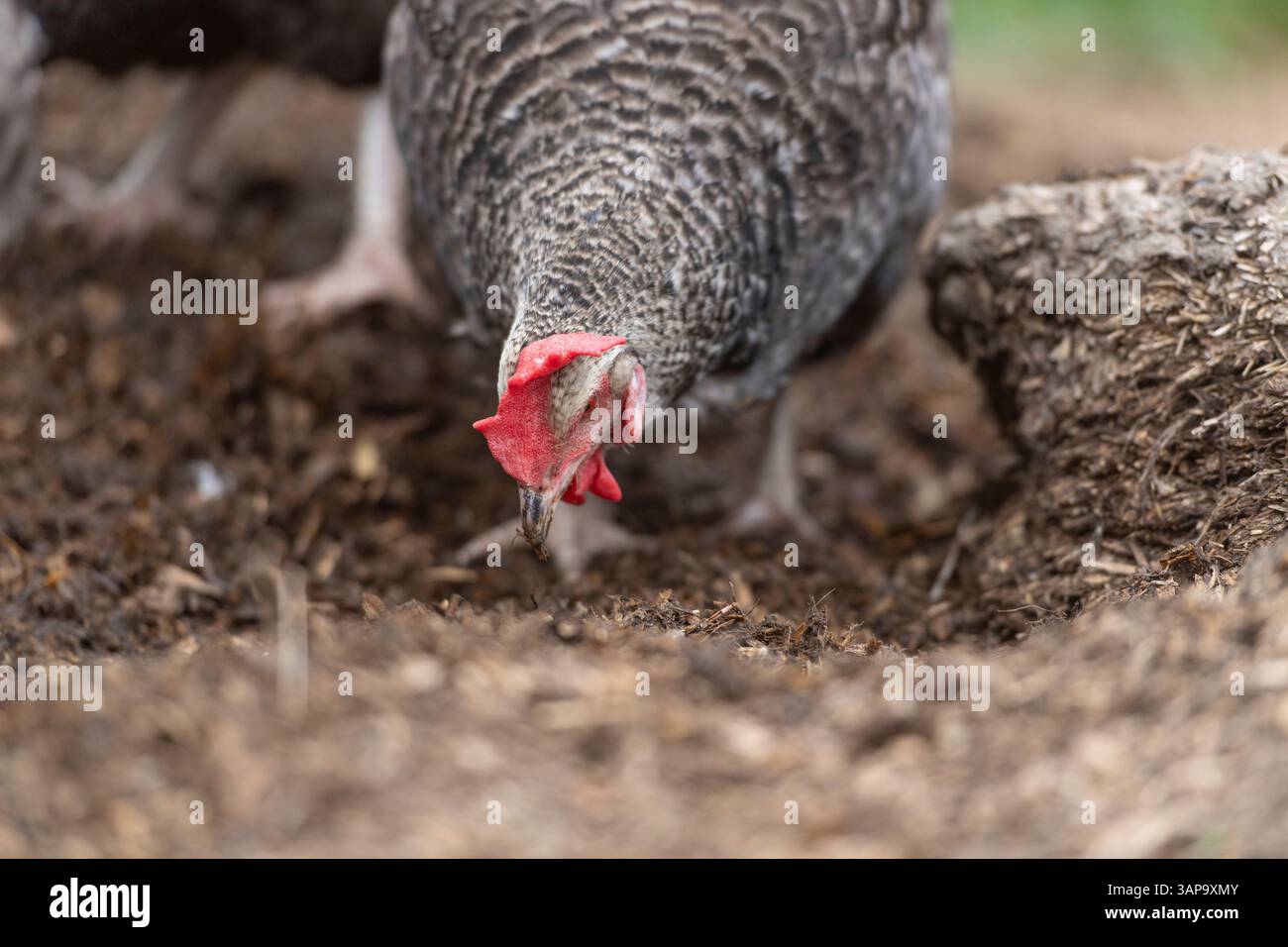 Maran hen che gratta per i vermi nel terreno Foto Stock