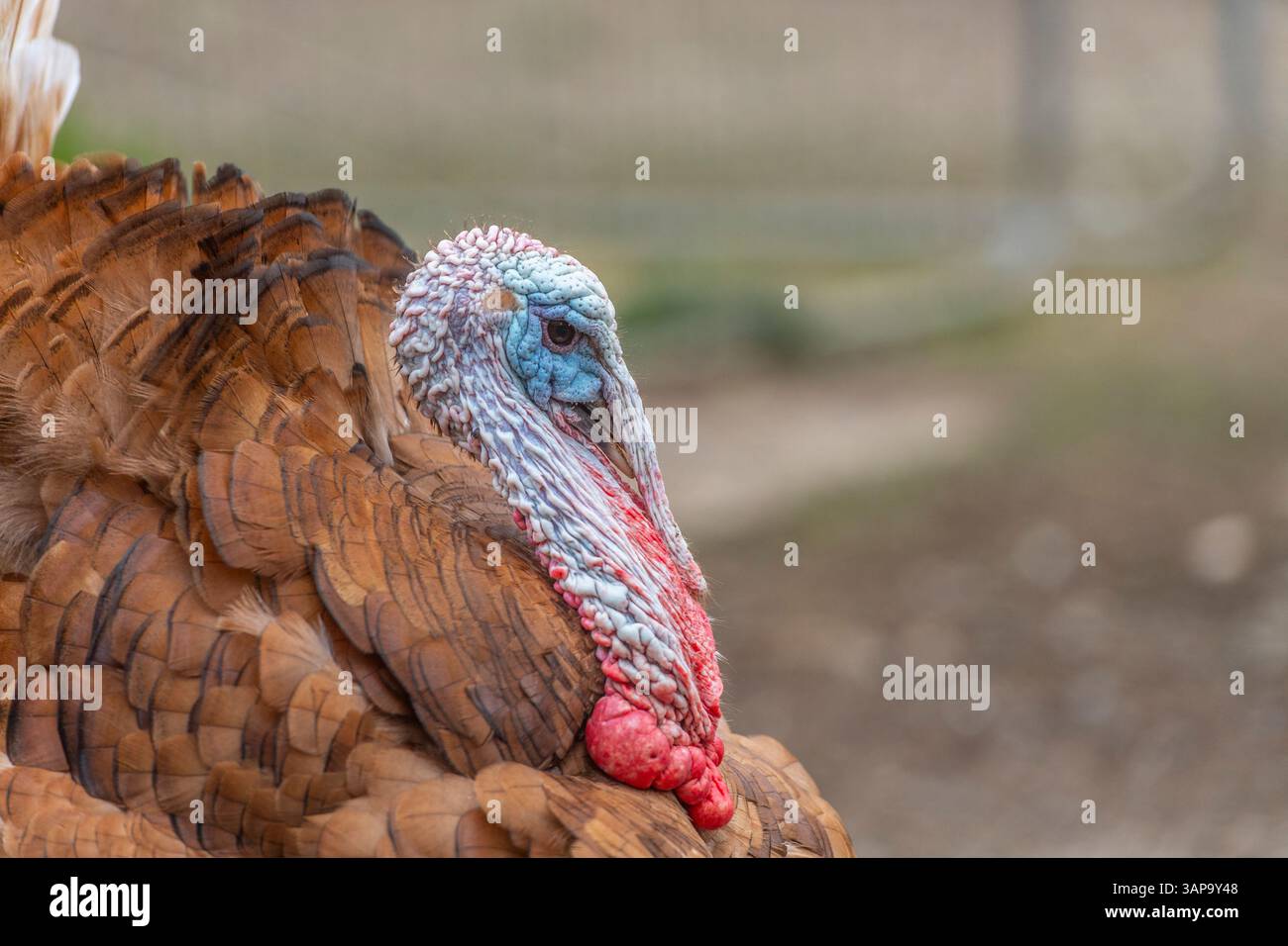 tacchino Bourbon Red primo piano di wattle Foto Stock