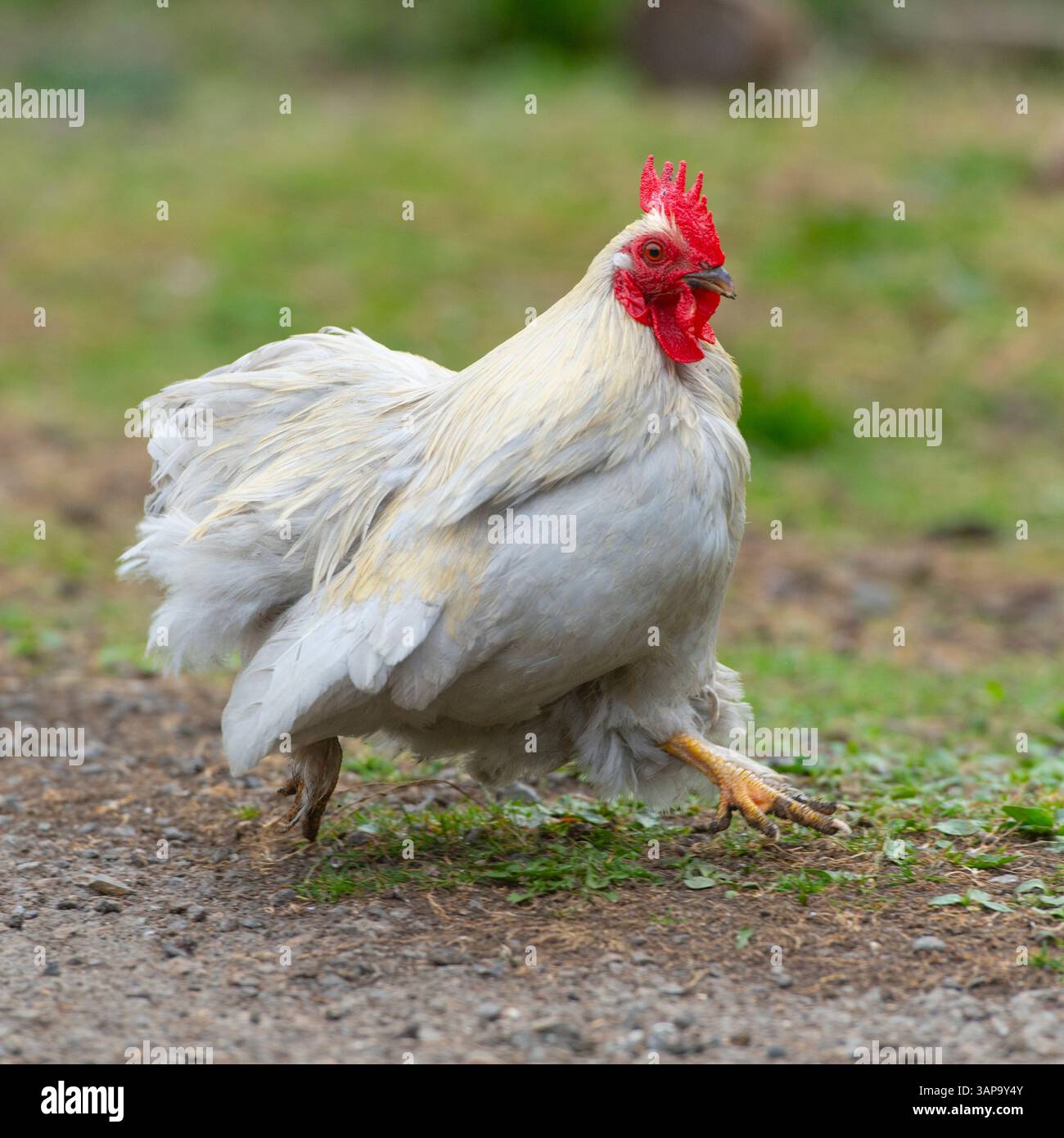 Pekin bantam cockerel in corsa Foto Stock