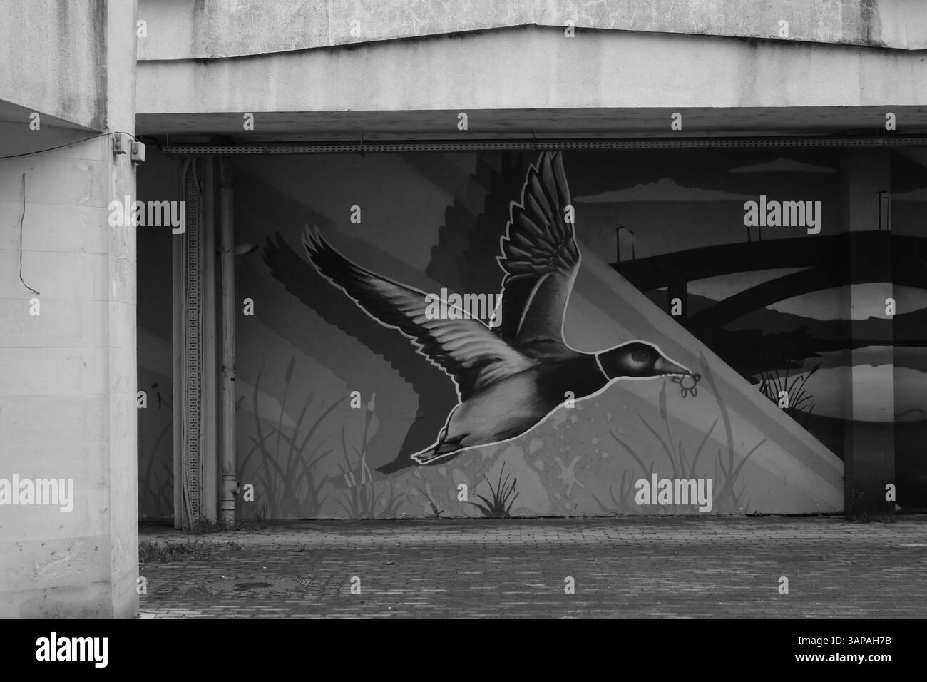 Murale di un'anatra volante sulla parete di un parcheggio a Targu Mures, Romania. Immagine in bianco e nero. Foto Stock