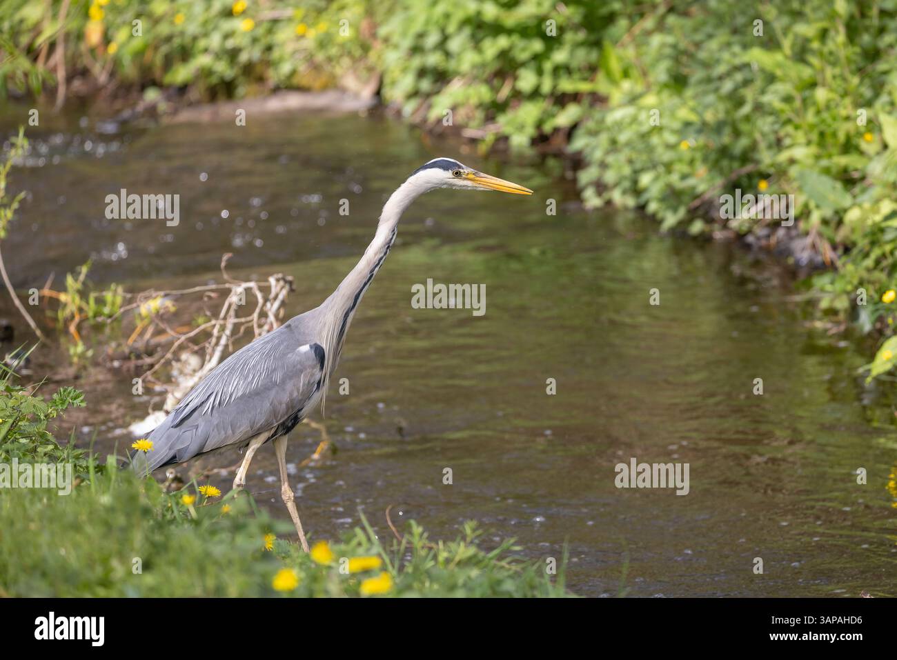 Vista del paesaggio dell'airone grigio selvaggio del Regno Unito (Ardea cinerea) isolato in un ambiente naturale che pesca dal lato del ruscello/ruscello poco profondo pronto per l'azione. Foto Stock