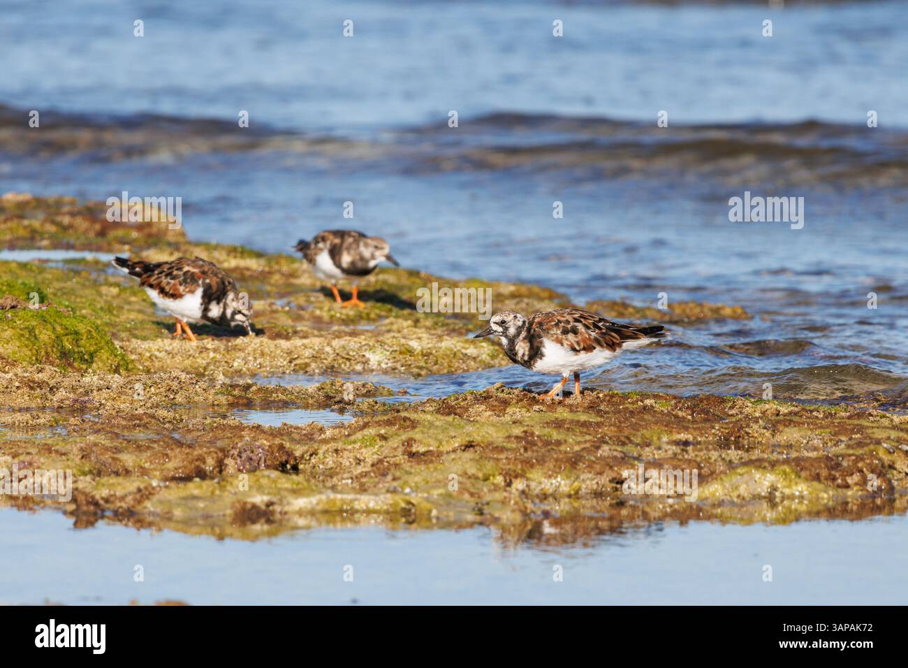 Gruppo di Turnstones Arenaria interpreta l'alimentazione con riflessi nell'acqua e alghe sulle rocce, Alicante, Spagna Foto Stock
