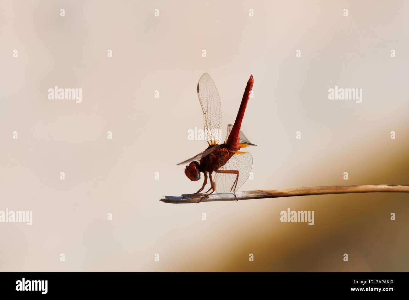 Dragonfly scarlatta (Crocothemis erythraea) arroccata su una canna in posizione laterale, Bocairente, Spagna Foto Stock