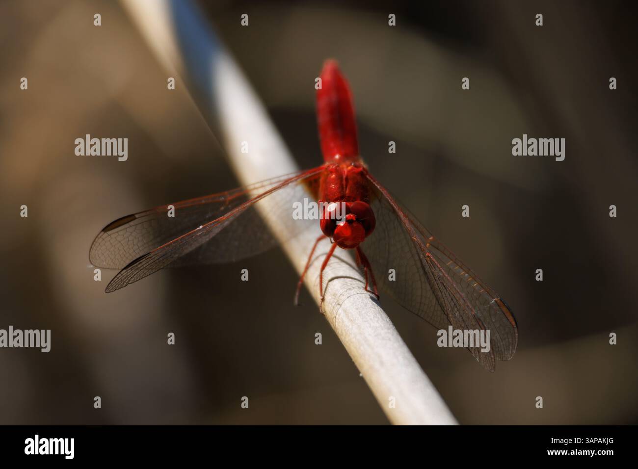 Scarlet libellula (Crocothemis erythraea) con mentre guardi la fotocamera arroccata su una canna, Bocairent, Spagna Foto Stock