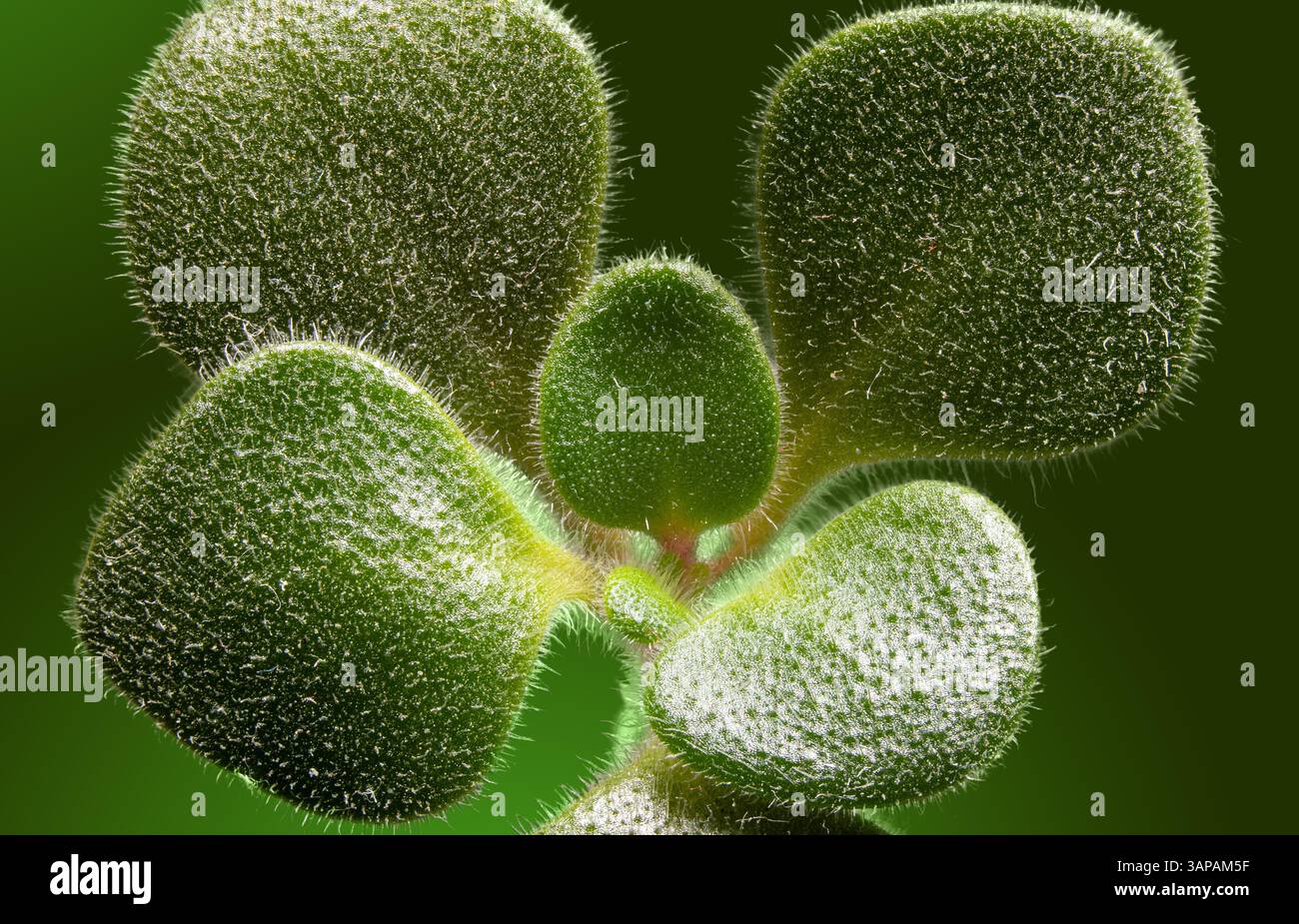 Foto macro che mostra foglie di verde sfocato su uno sfondo verde brillante, enfatizzando la texture e i dettagli naturali con particolare attenzione alla bellezza organica. Foto Stock