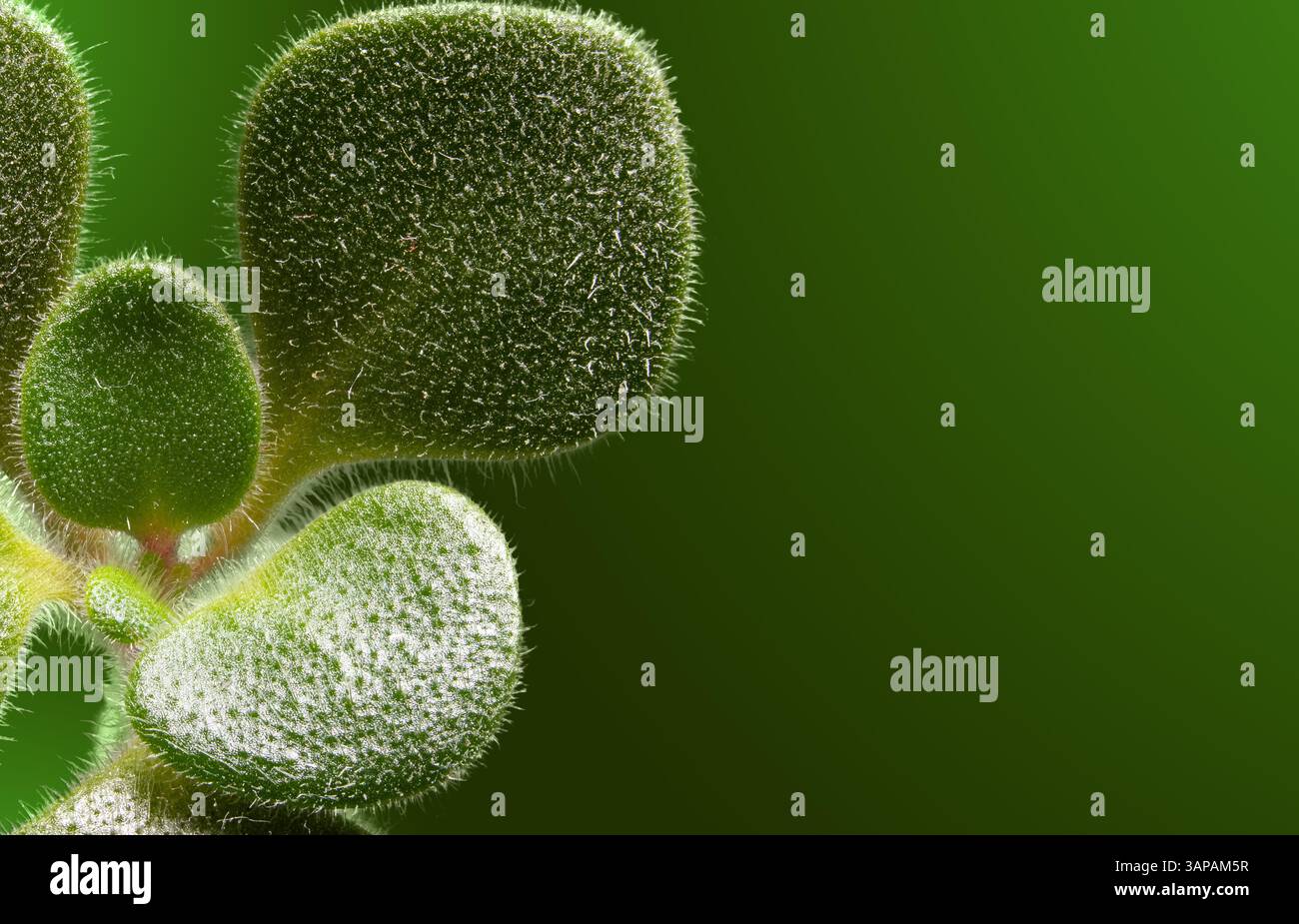 Foto macro che mostra foglie di verde sfocato su uno sfondo verde brillante, enfatizzando la texture e i dettagli naturali con particolare attenzione alla bellezza organica. Foto Stock