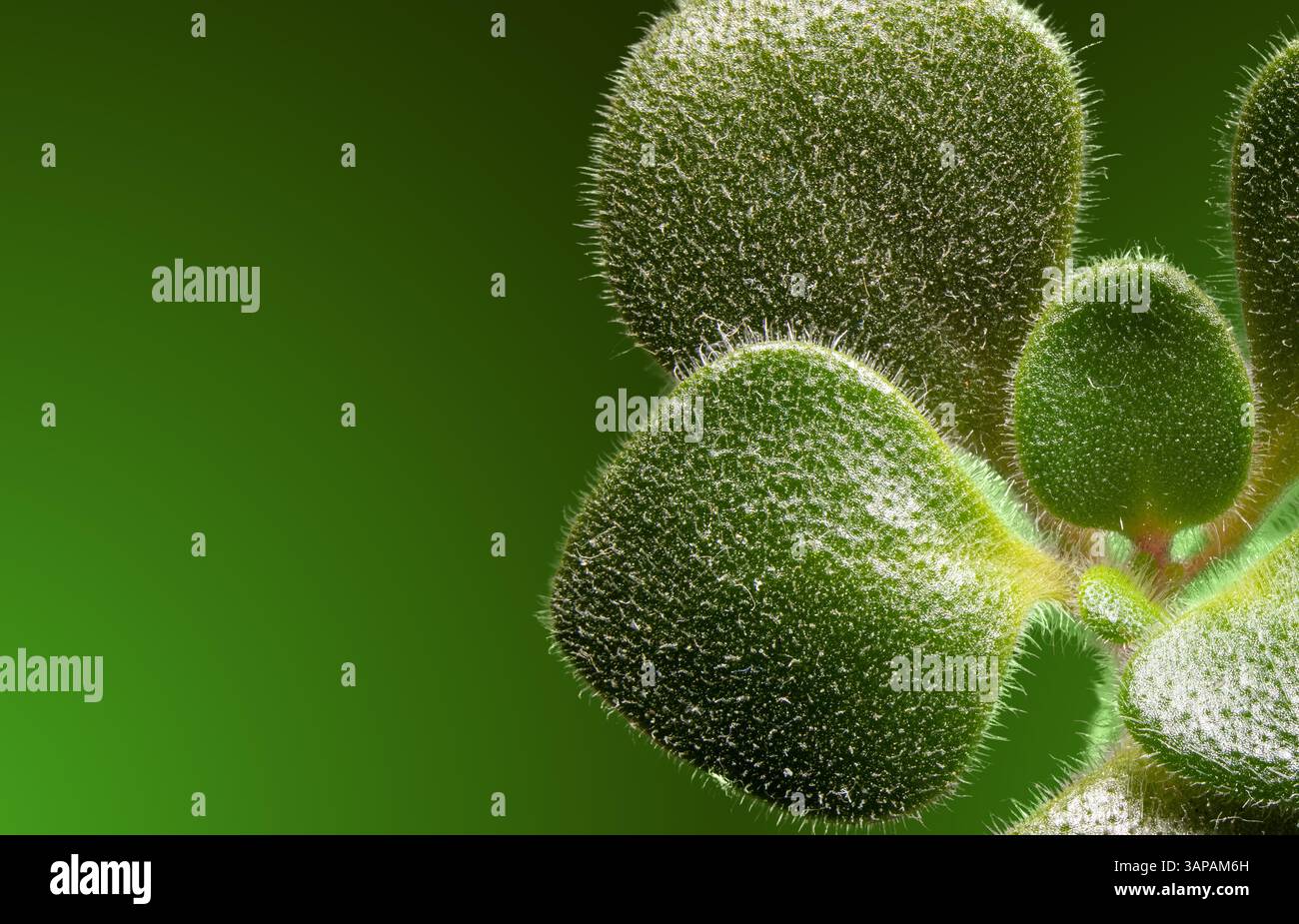 Foto macro che mostra foglie di verde sfocato su uno sfondo verde brillante, enfatizzando la texture e i dettagli naturali con particolare attenzione alla bellezza organica. Foto Stock