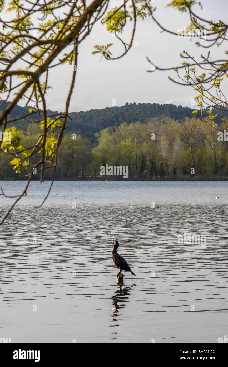 Cormorán grande en el lago de Banyoles. El paisaje rezuma serenidad. Banyoles, Girona, España. Foto Stock