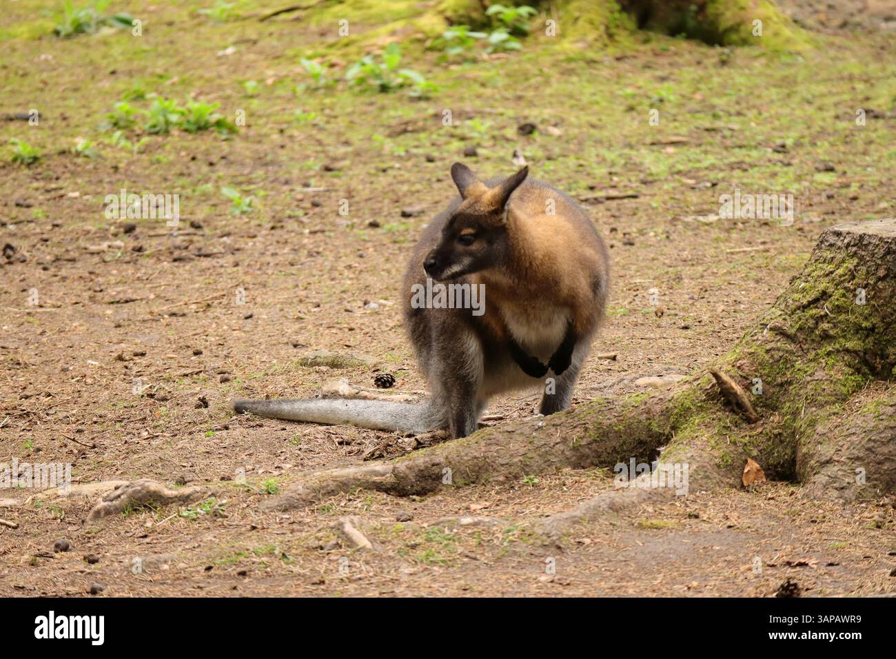 Un wallaby in piedi su un terreno ricoperto di terra, circondato da elementi del suo habitat naturale. Il wallaby ha una pelliccia marrone con dettagli più scuri intorno alle orecchie e al viso. Si trova vicino ad un ceppo d'albero, con macchie di verde e muschio sparsi nella zona, suggerendo un ambiente forestale o boschivo. La posizione tranquilla del wallaby riflette la sua natura delicata e curiosa. 13 aprile 2025, New Forest Wildlife Park, Ashurst, Hampshire, Inghilterra. Questa foto è una delle tante scattate durante una recente visita al parco. Foto Stock