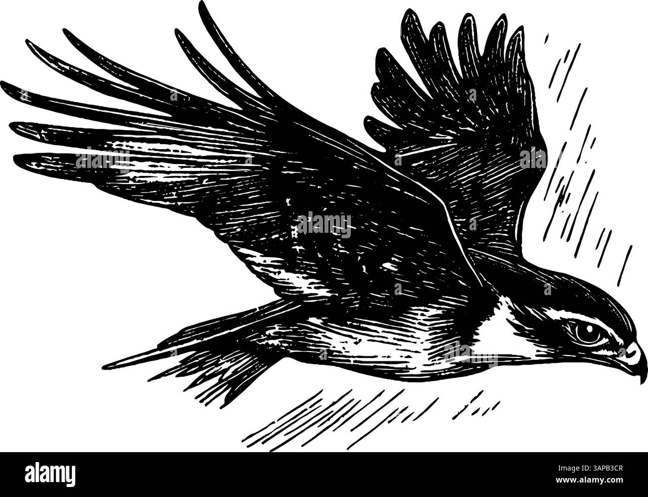 Questo taglio in legno vintage raffigura un falco che si tuffa verso il basso con le sue ali completamente estese Illustrazione Vettoriale